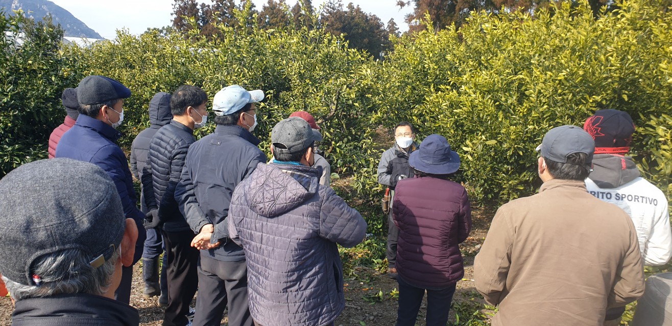 2022년 노지감귤 정지 전정교육