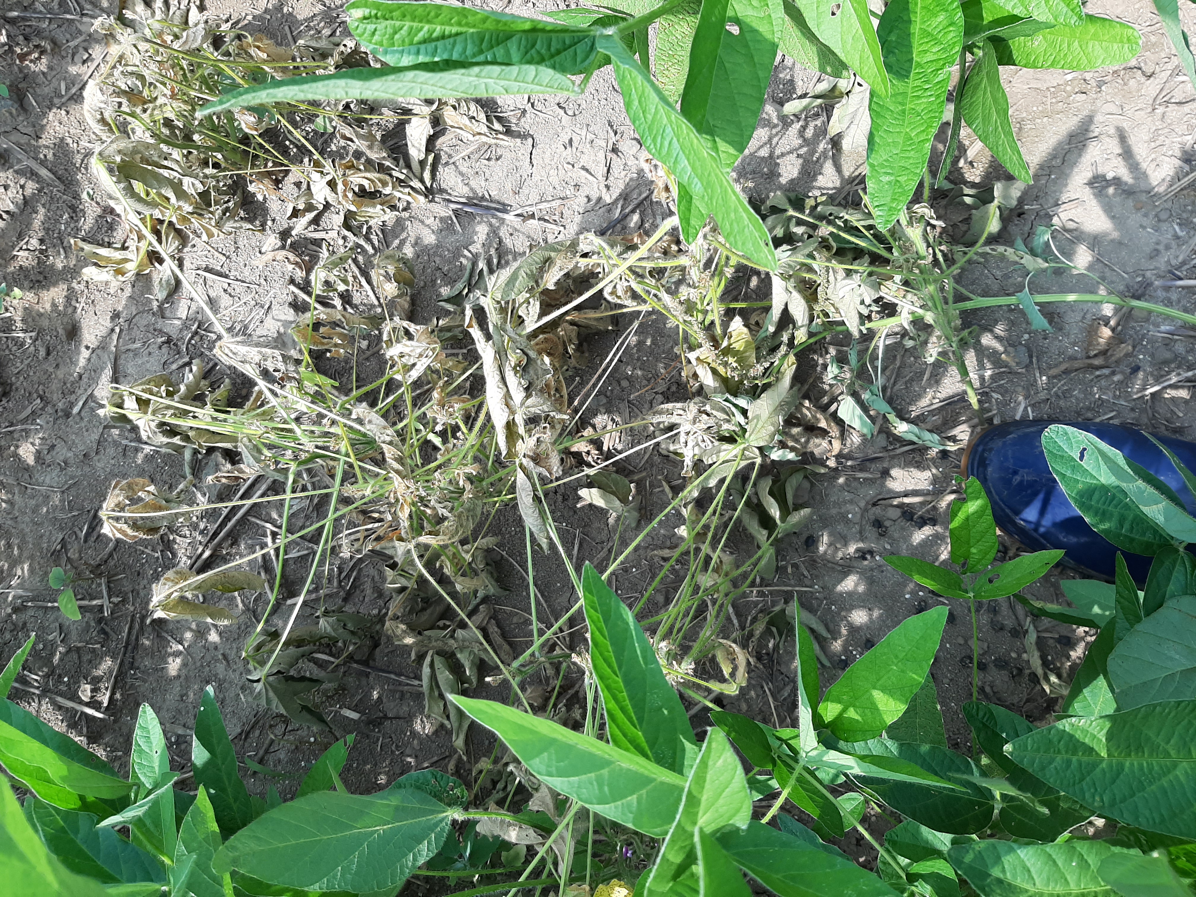 콩 병충해 진단 및 처방 요청