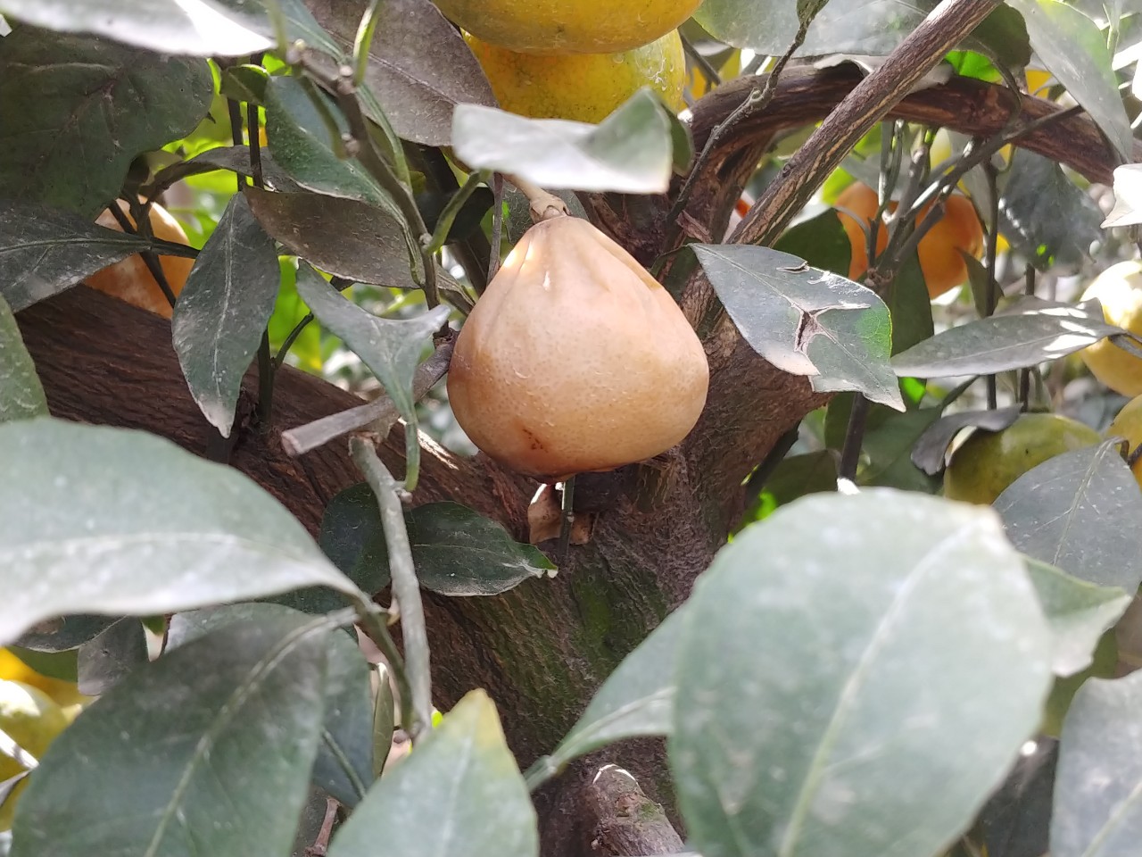 비가림 감귤 상태에 대해 궁금한 점 문의 드립니다,