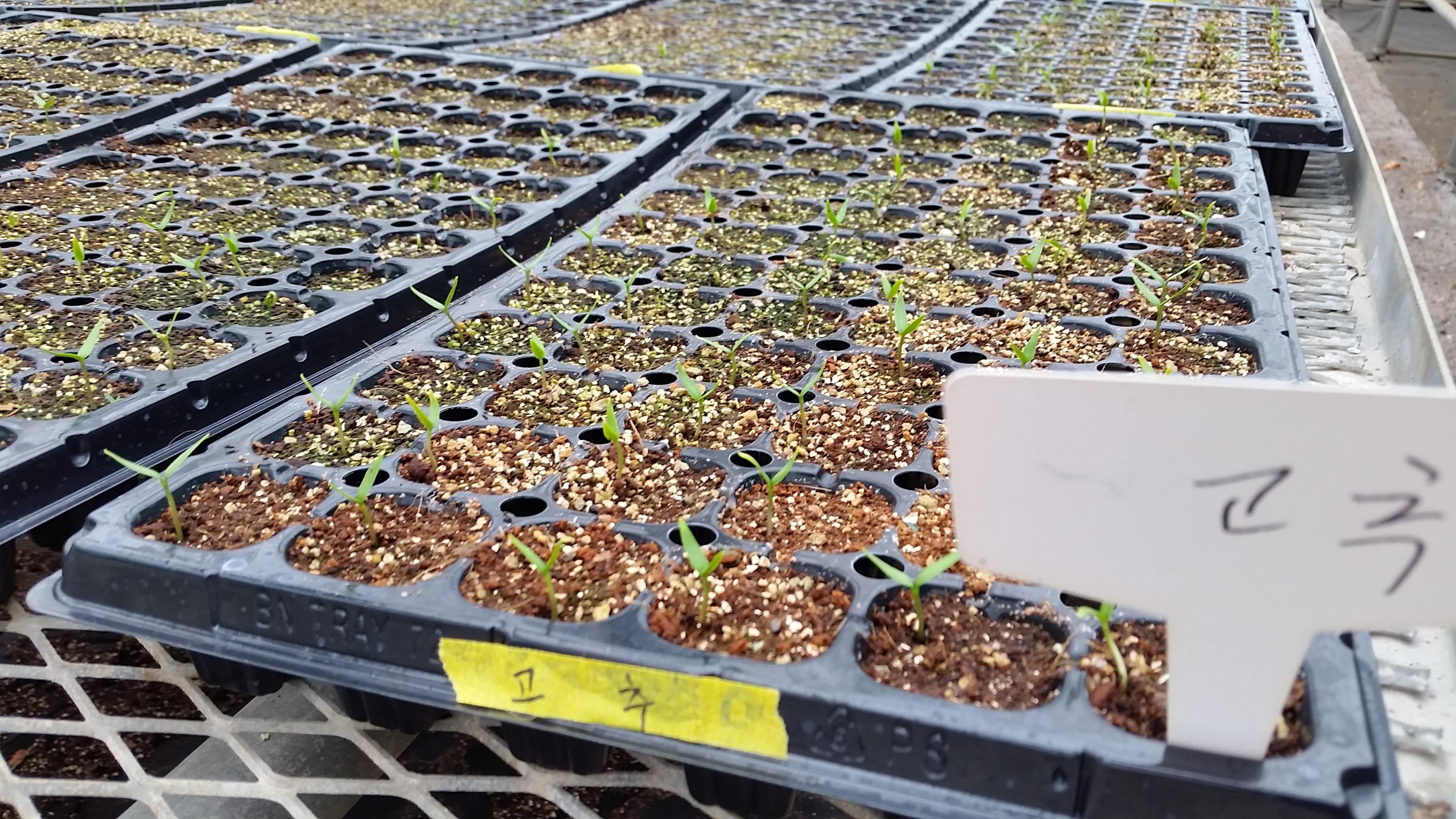 파종, 그 이후...