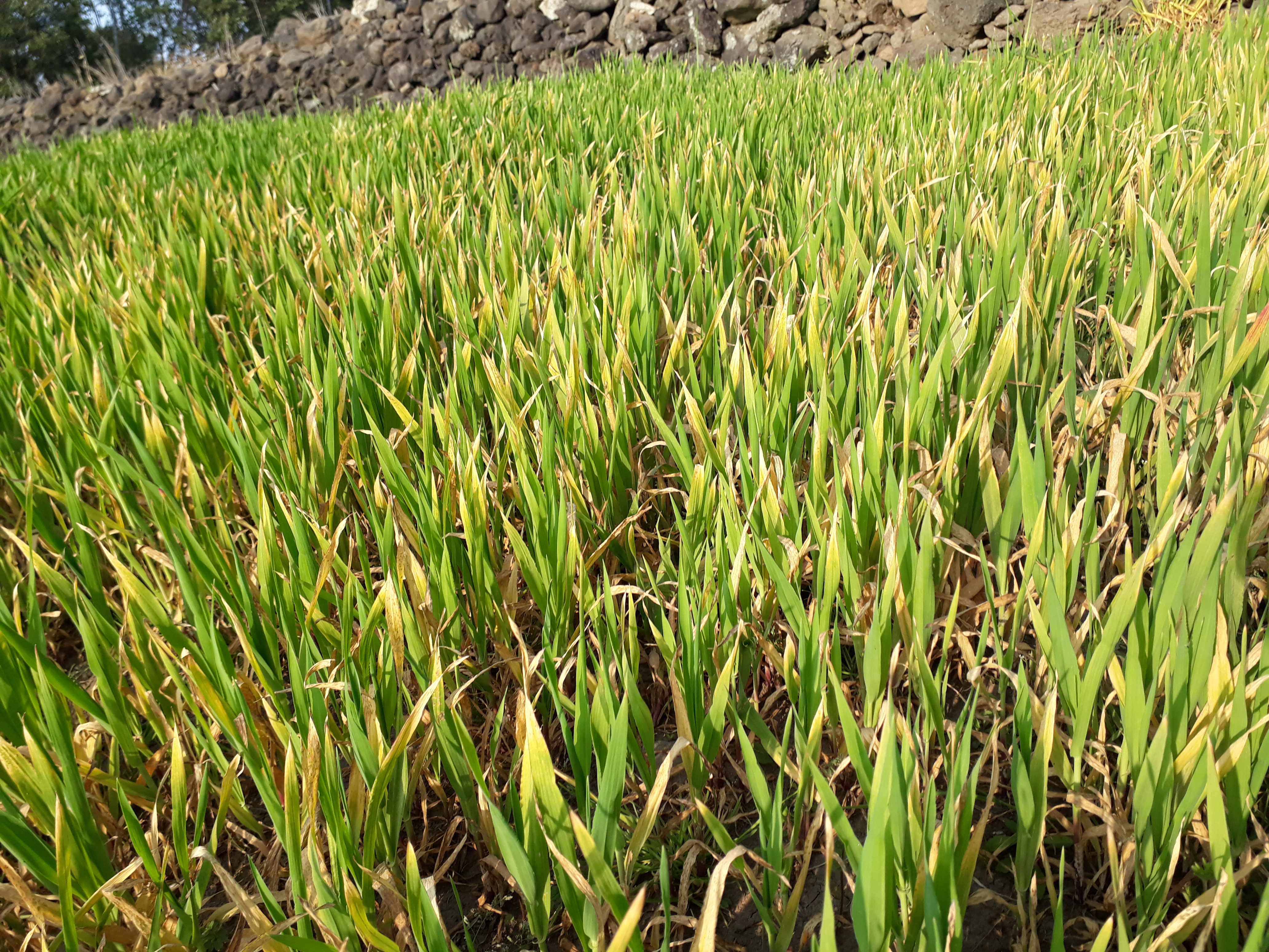 자색보리가 병이 든것 같아요