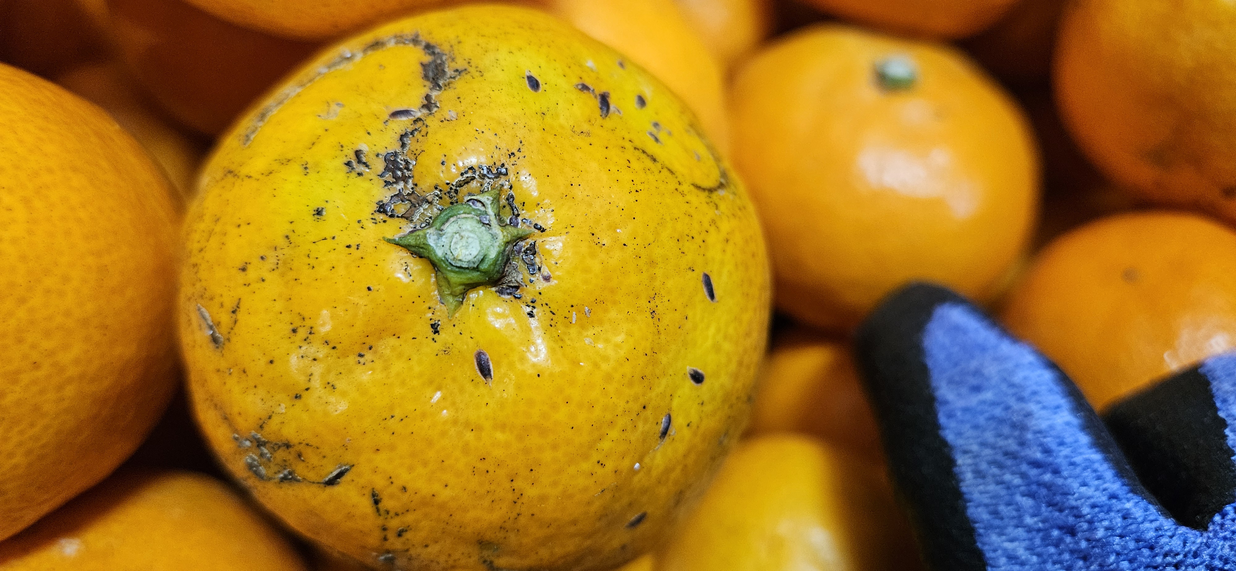 화살깍지벌레 맞나요?