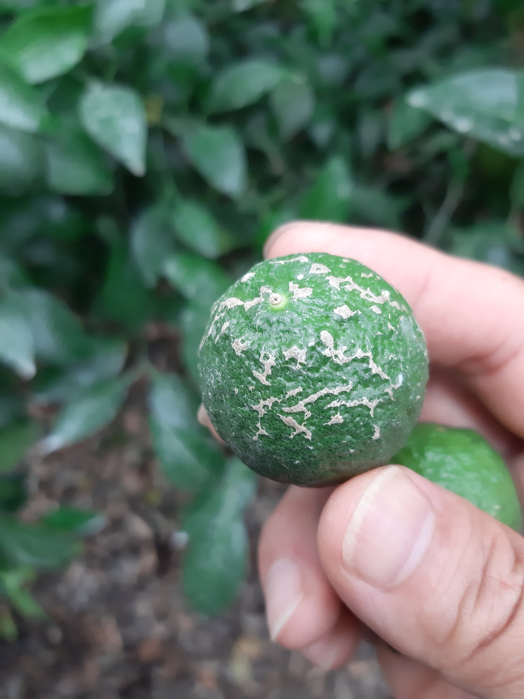 한라봉열매 증상판독요청