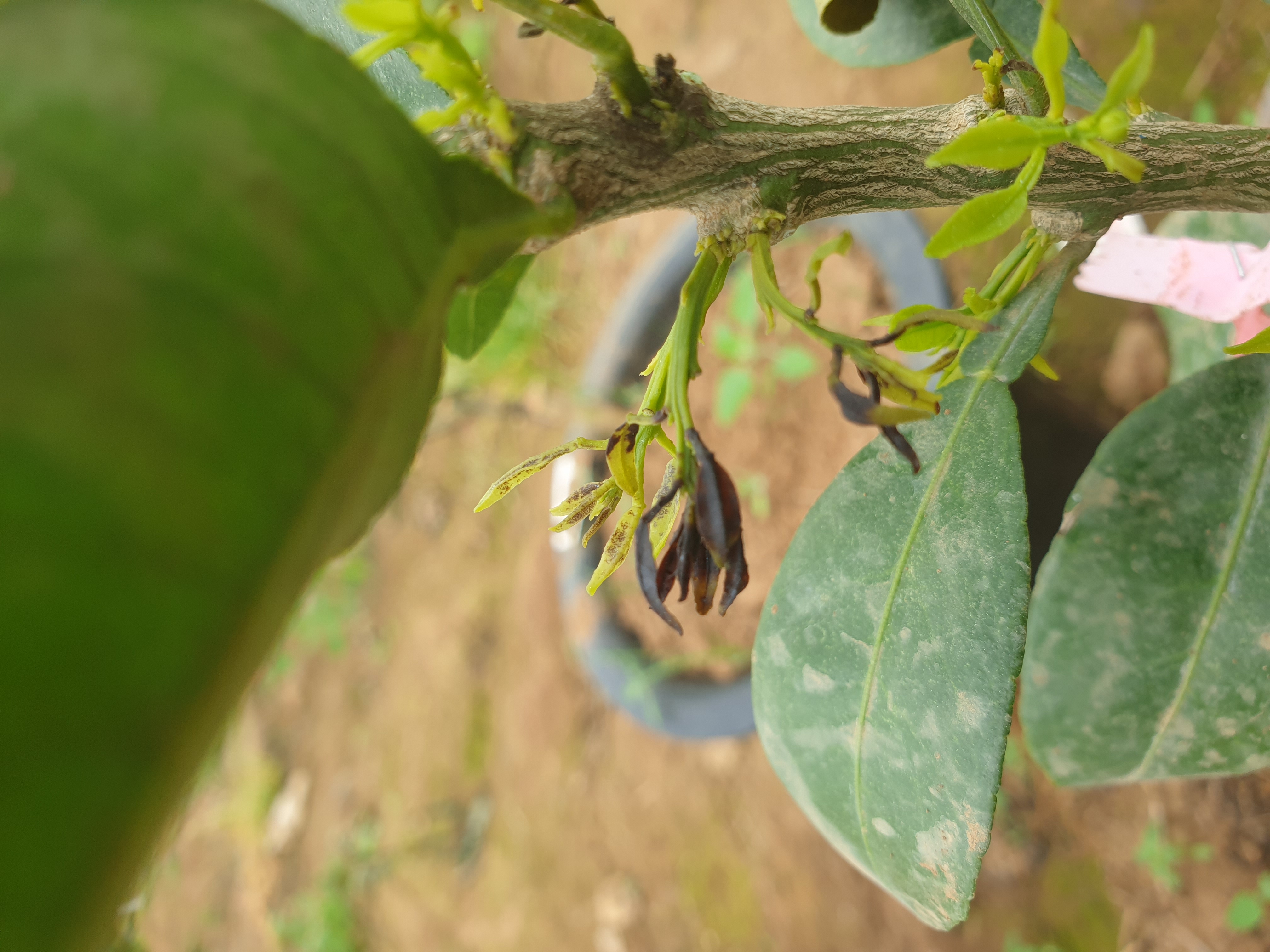 만감류 잎의 이상현상