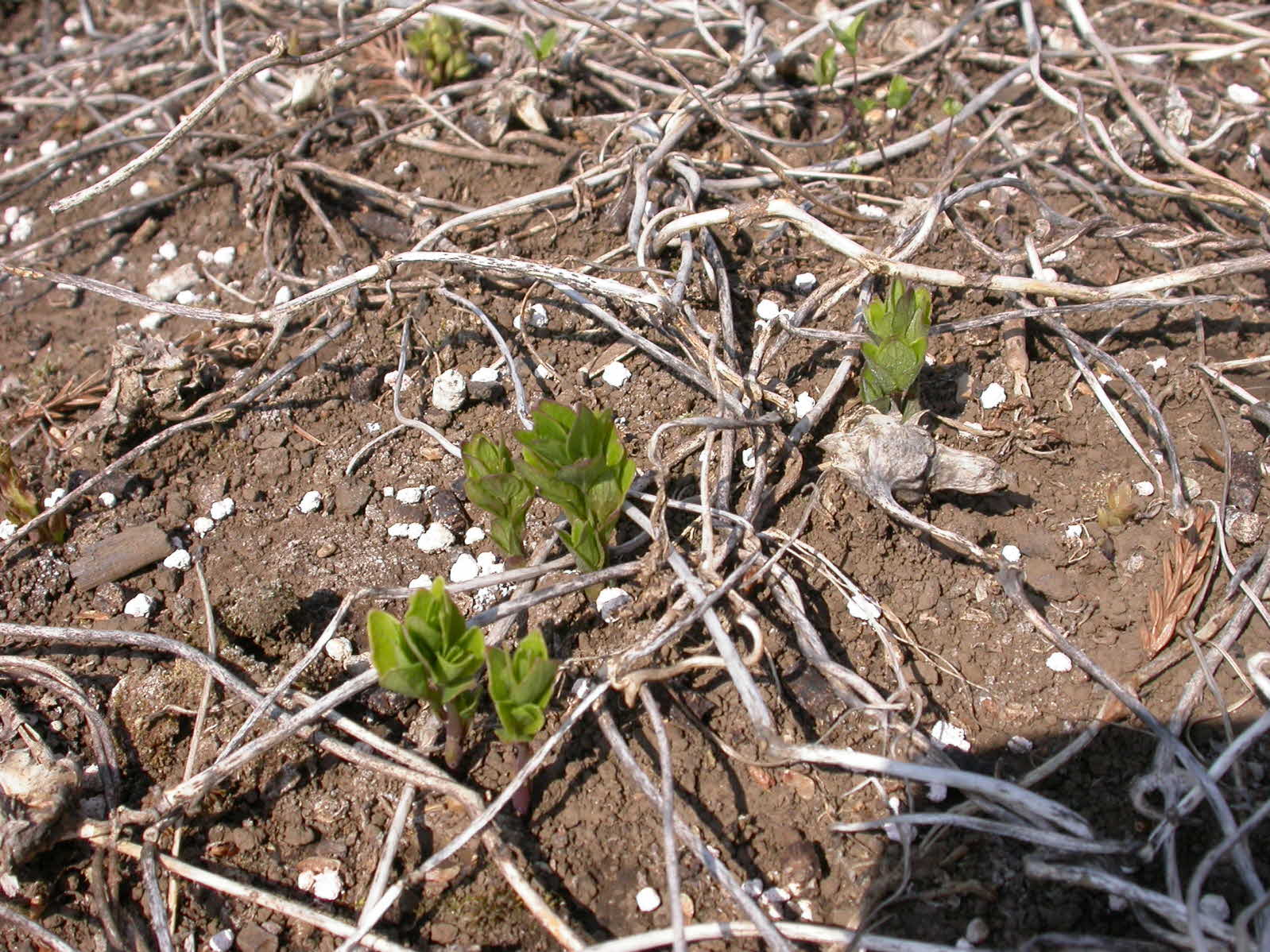 2년생 더덕 발아 현장