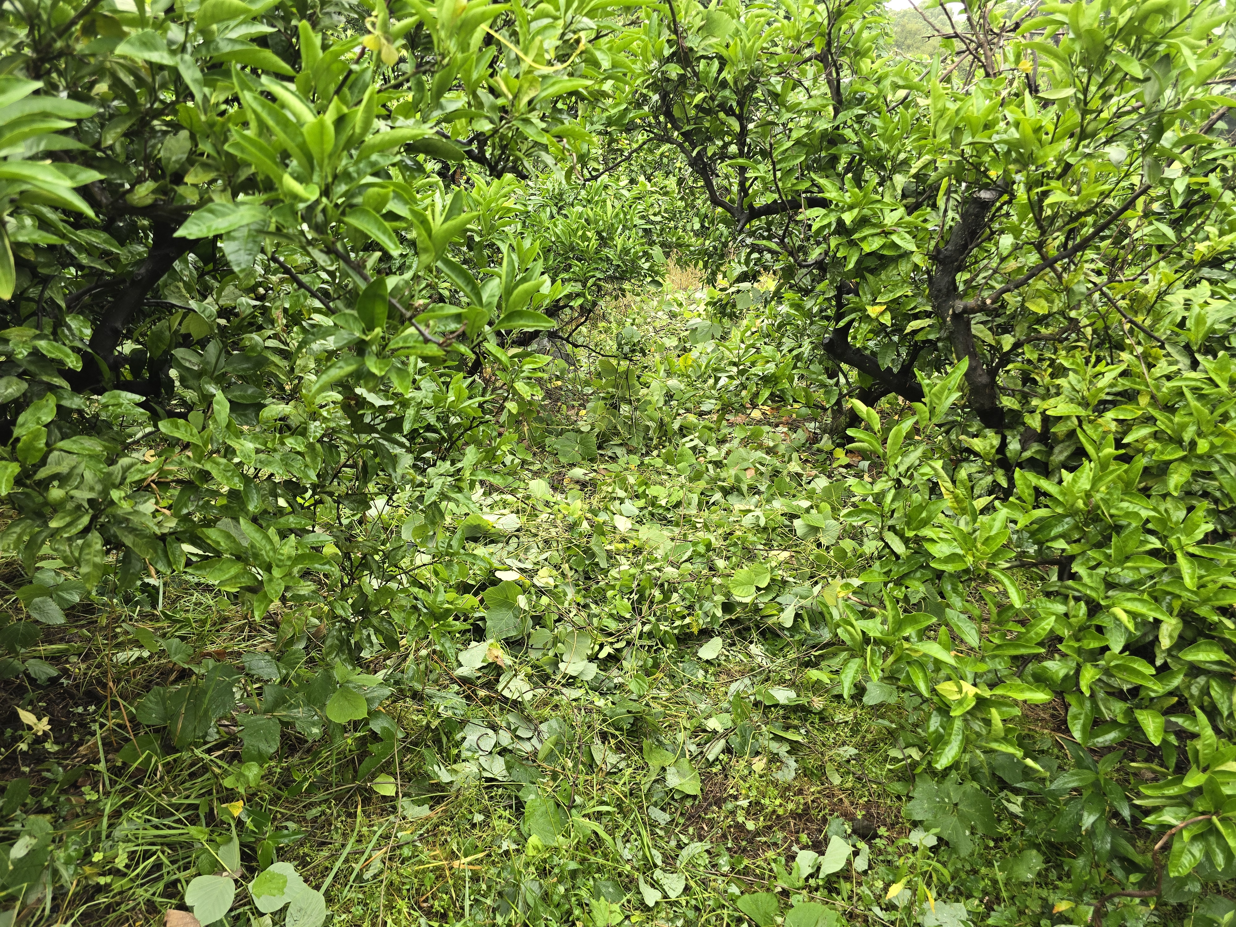 1년정도 방치된 과수원 살리는법