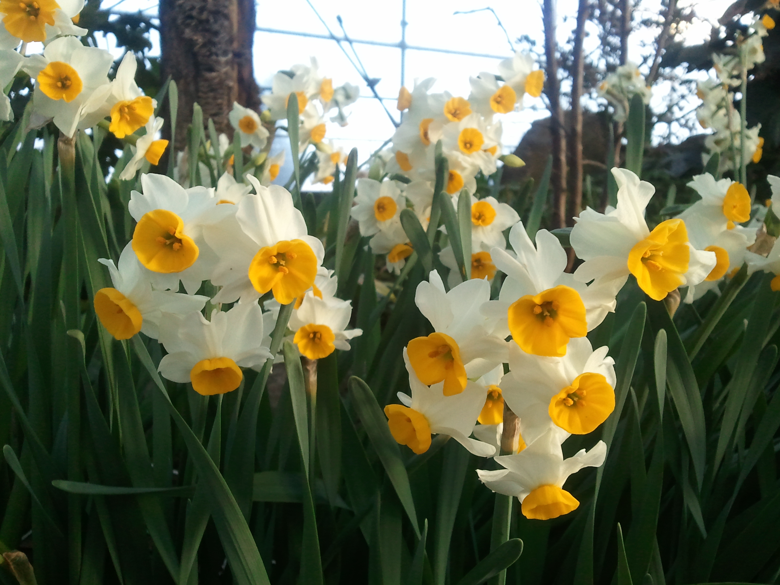 서귀포에 봄이 오는 소리