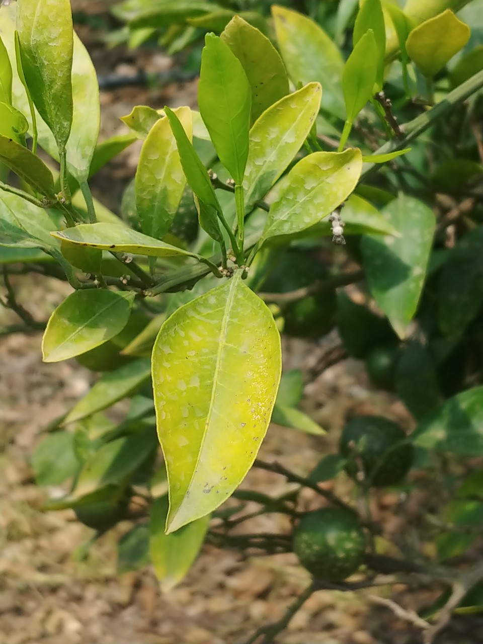 감귤 잎과 가지 시드는  원인 및 대책을 알고 싶습니다.