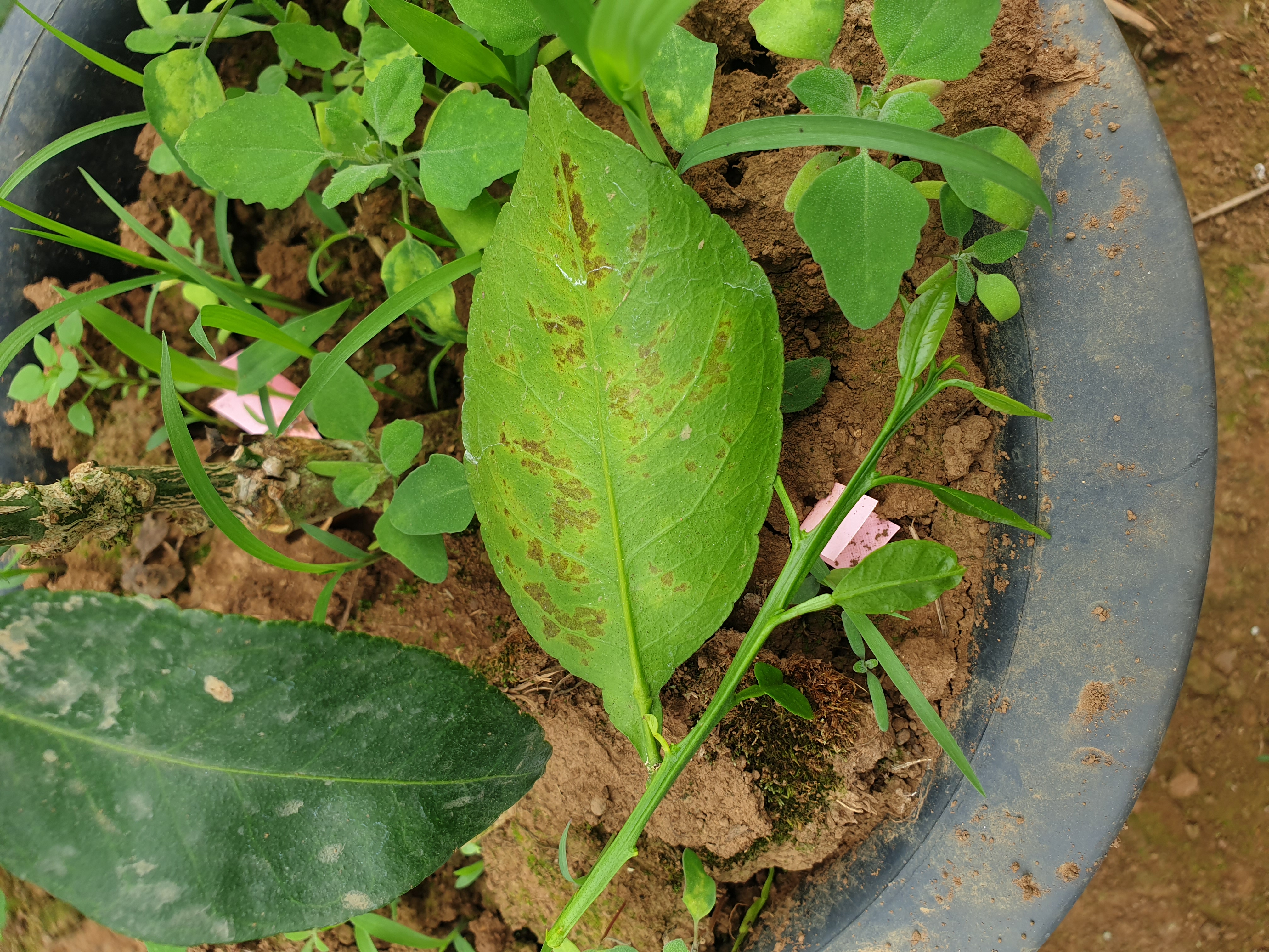 만감류 잎의 이상현상