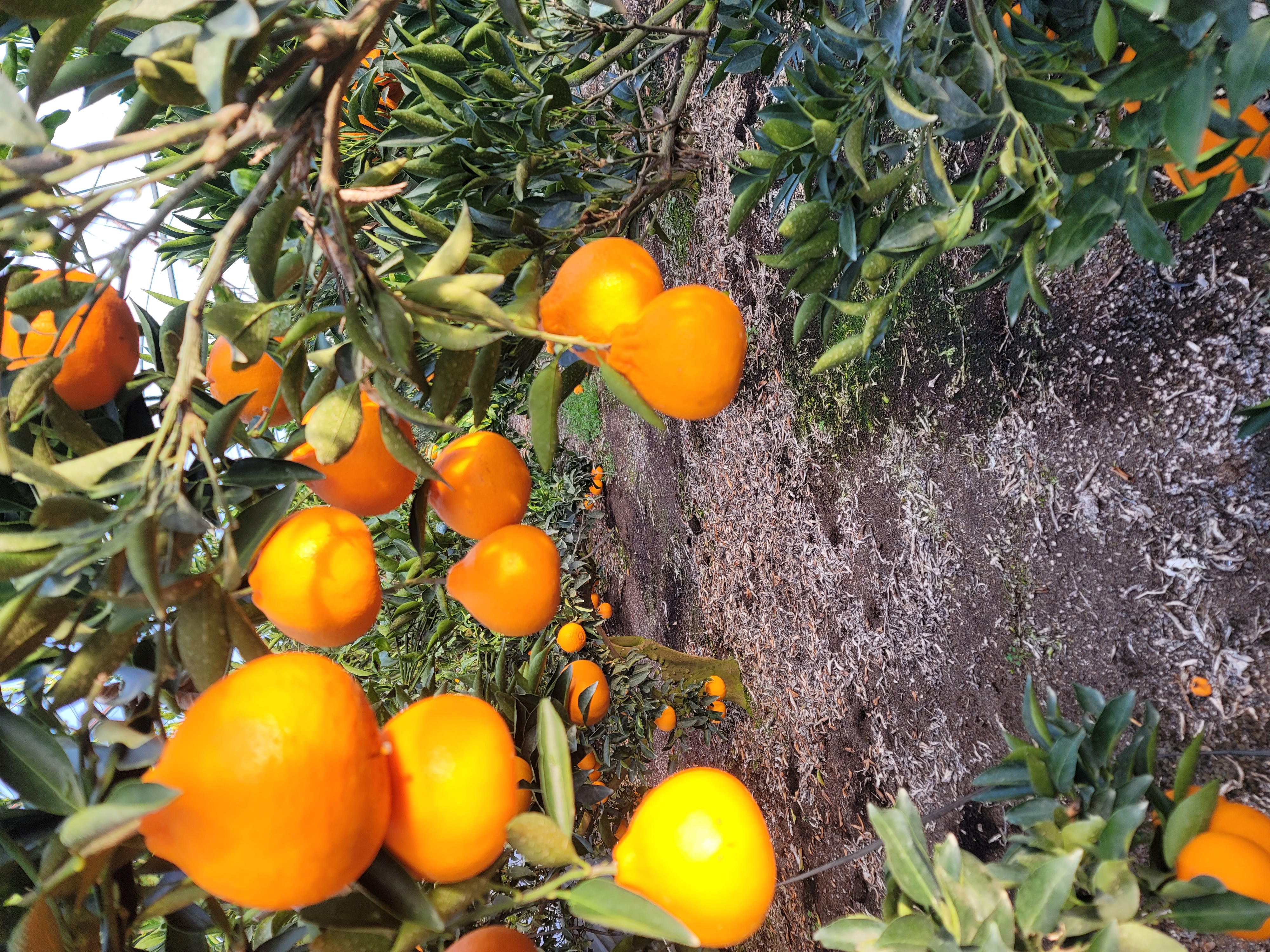 천혜향 과실모양