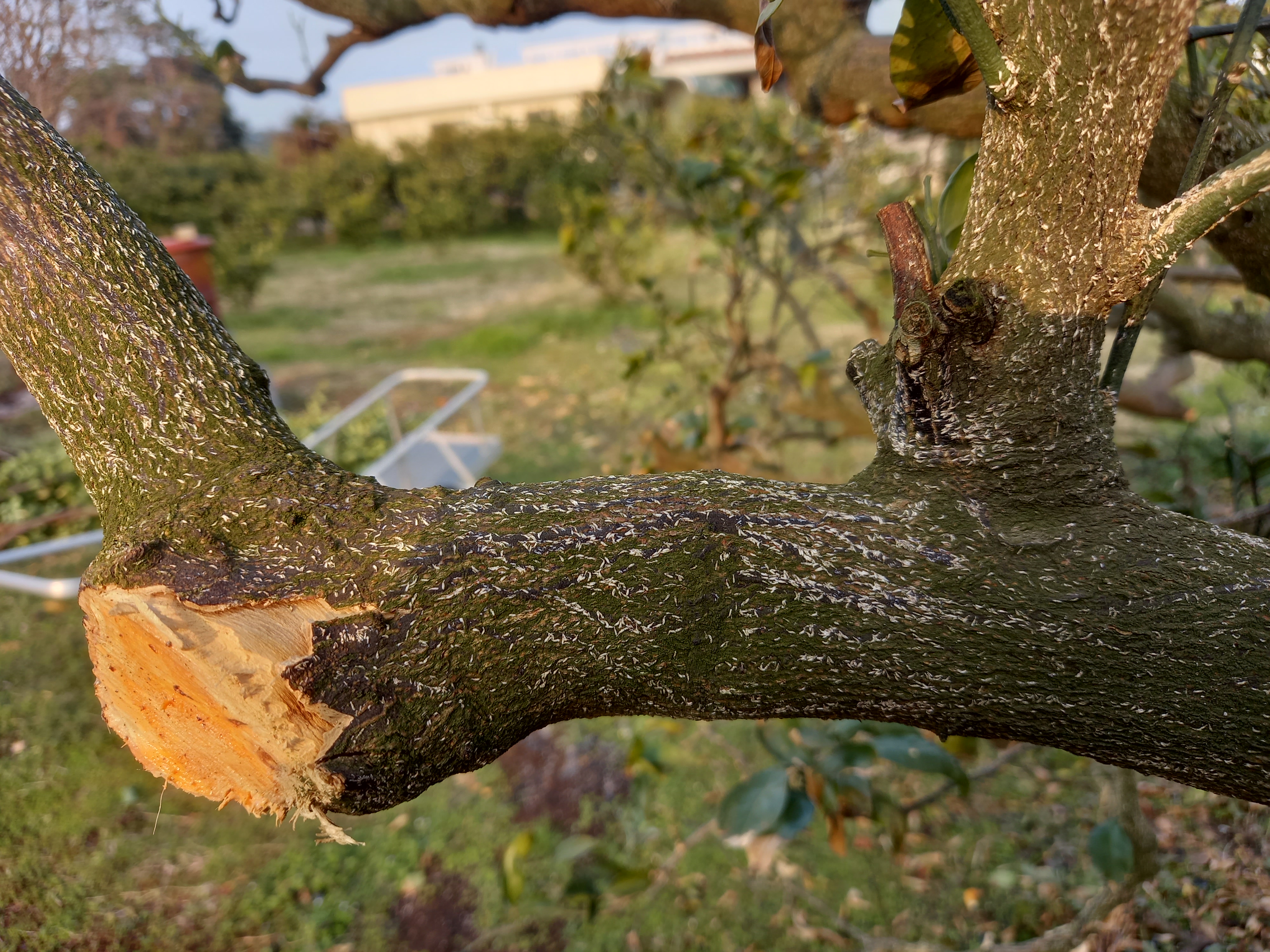 노지감귤 병충해 문의