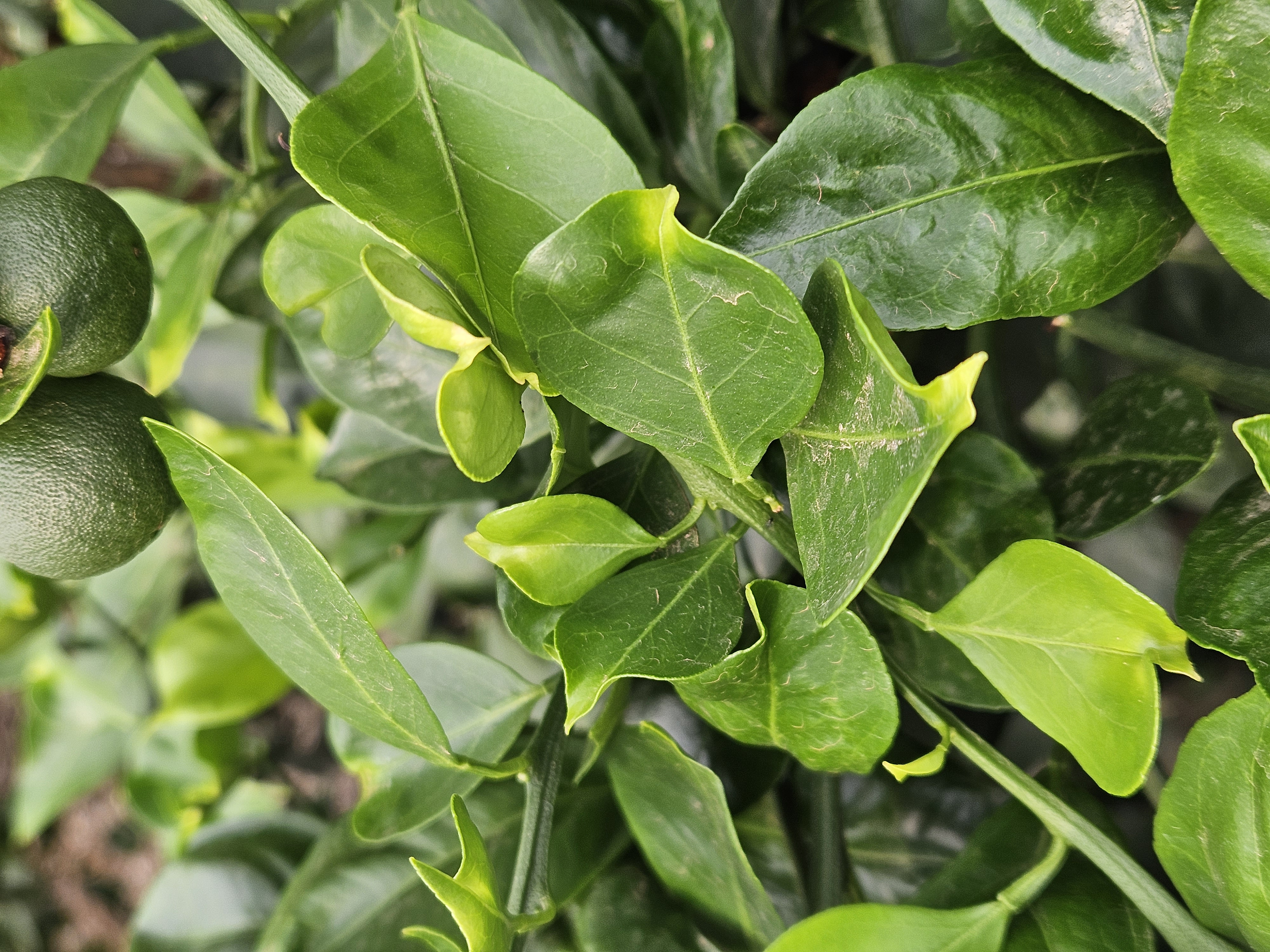 감귤나무 관리, 하우스관리 문의