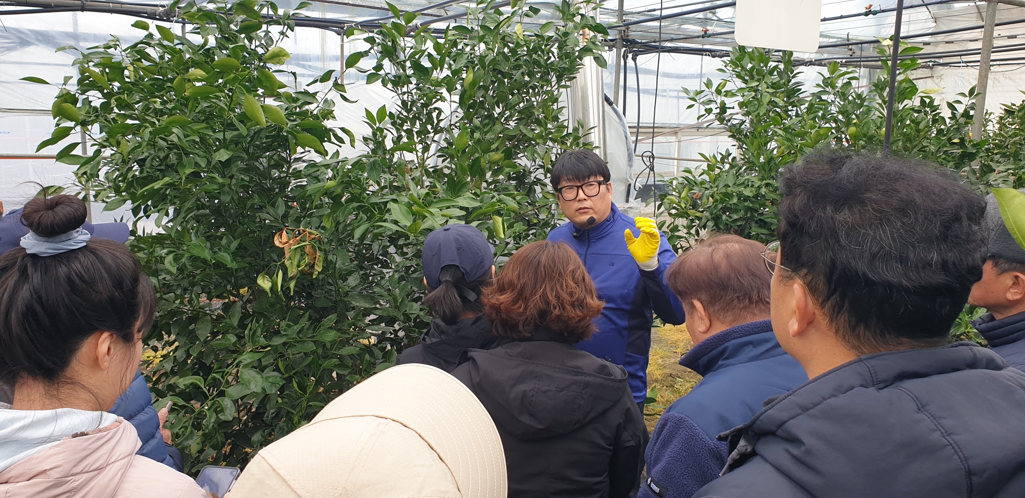 2024년 감귤 정지·전정교육