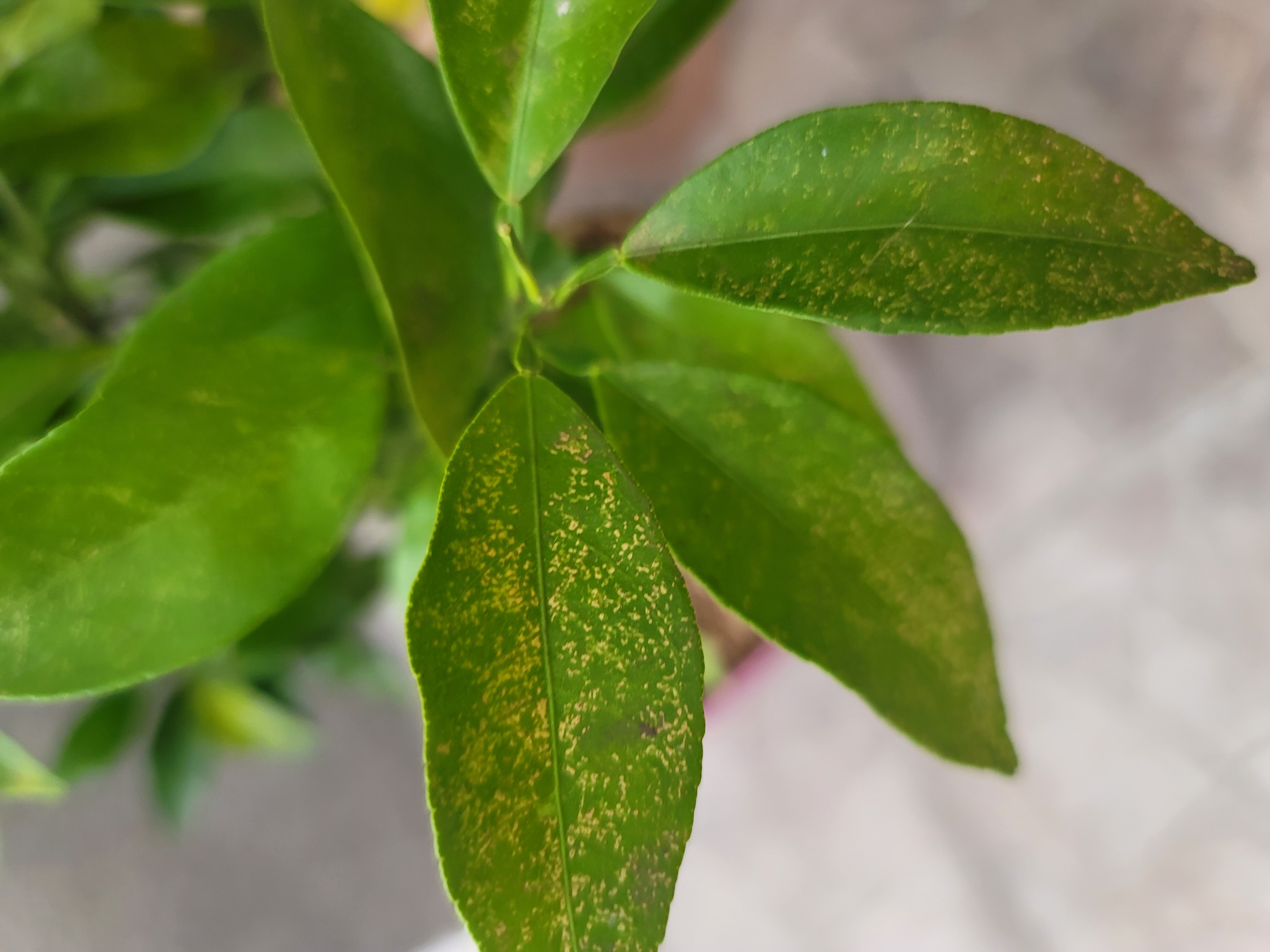 안녕하세요 잎 변색질문드립니다.