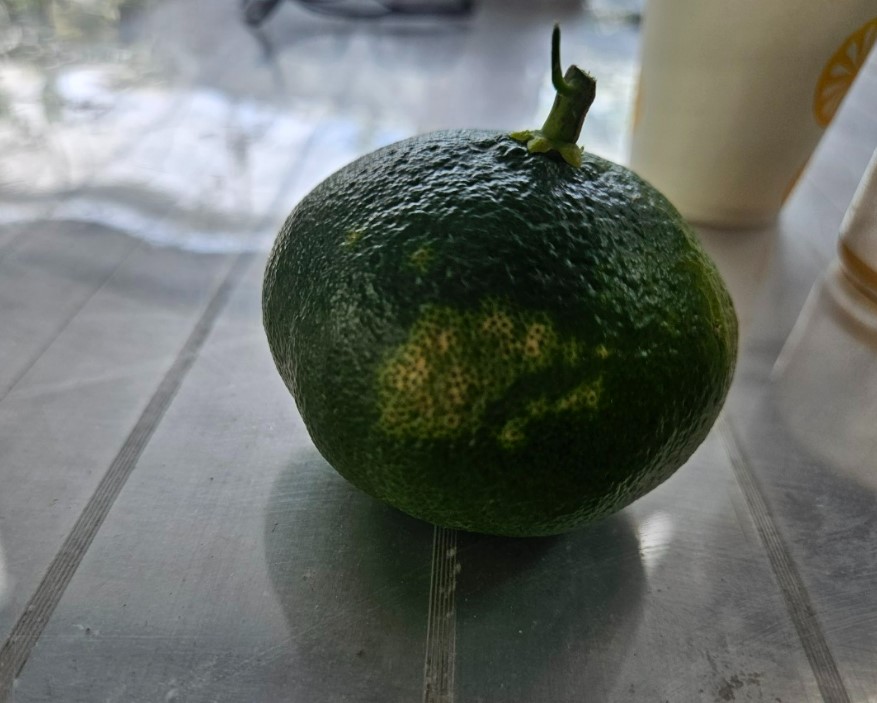 레드향 병해충 문의