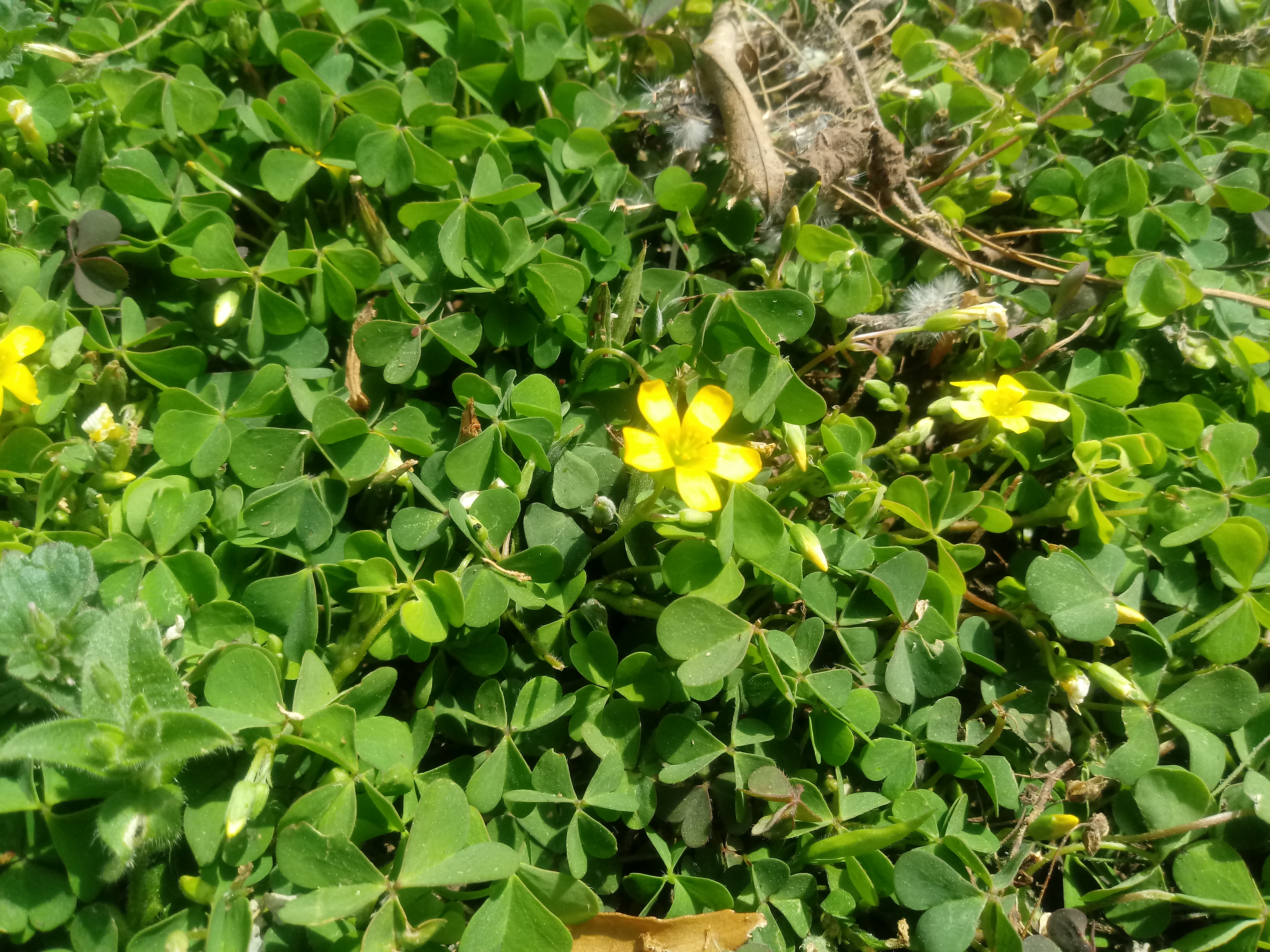 초생재배 관련 질문