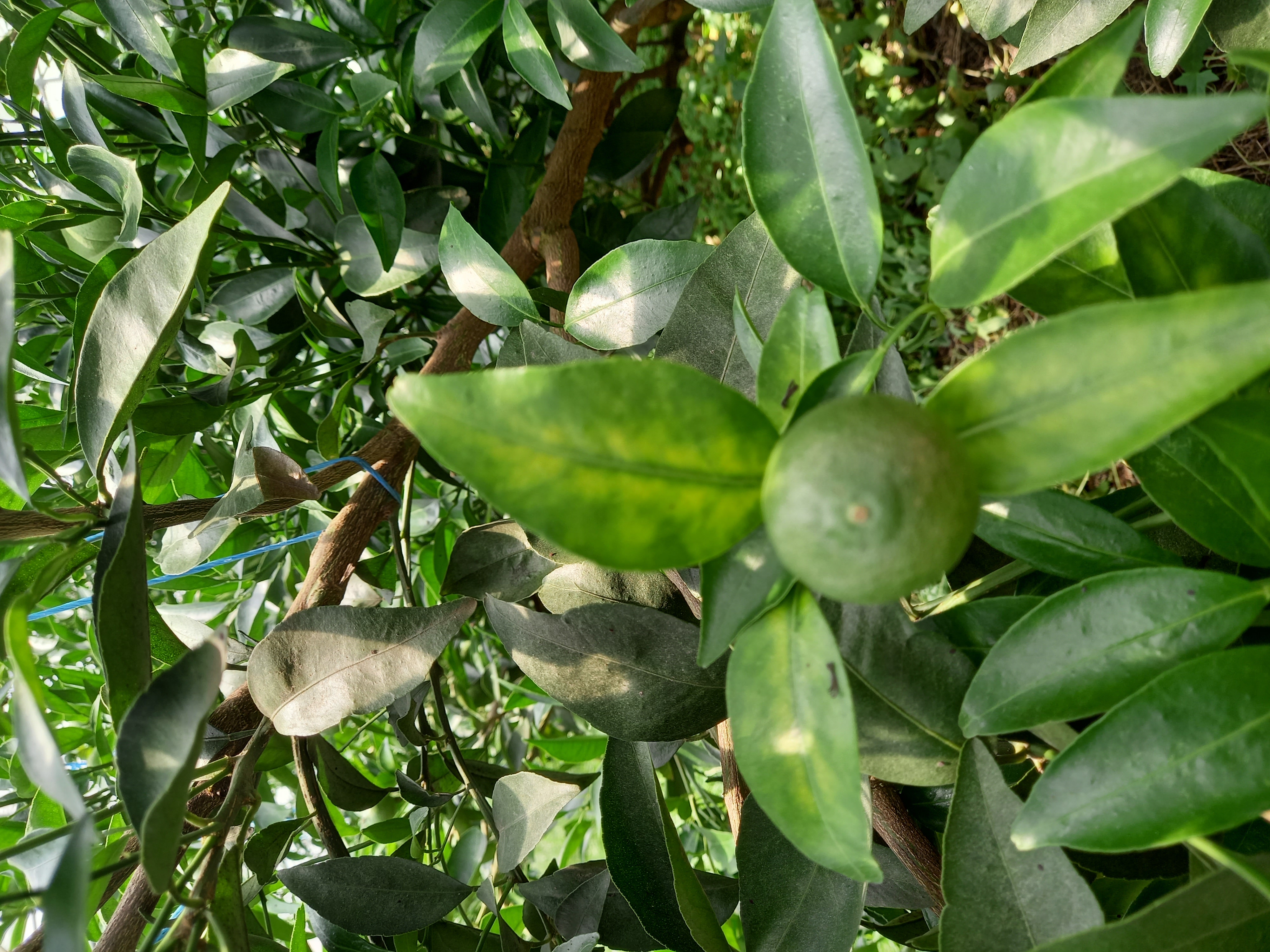 천혜향 잎 이상증상