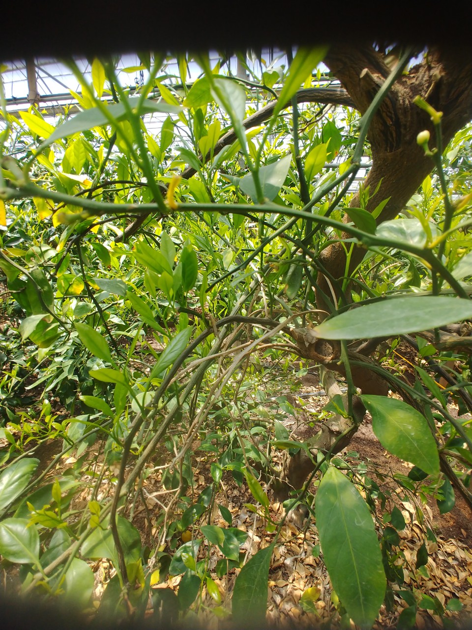 감귤 고사지 처리 관련 질문입니다