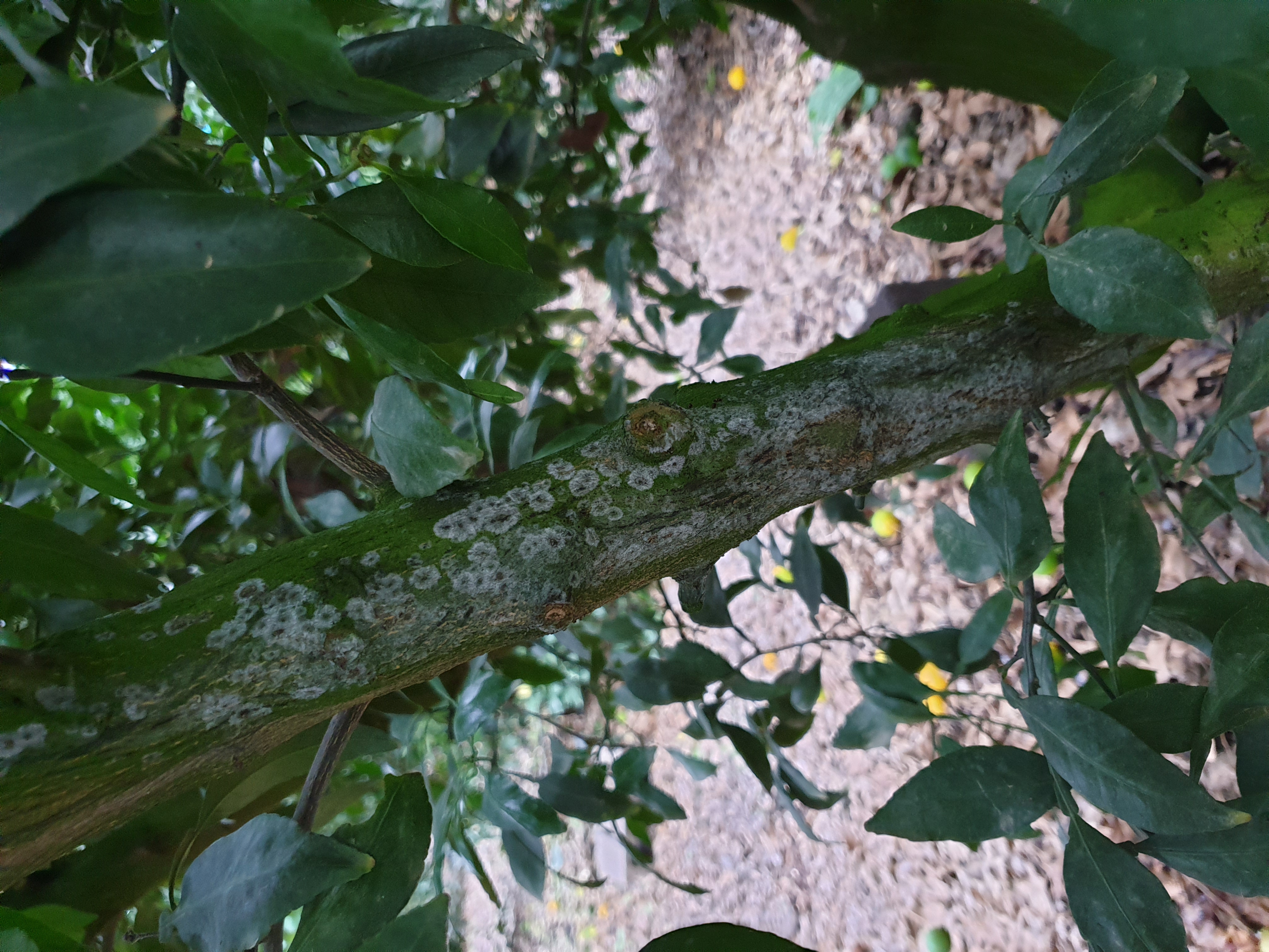 가지가 이상해요