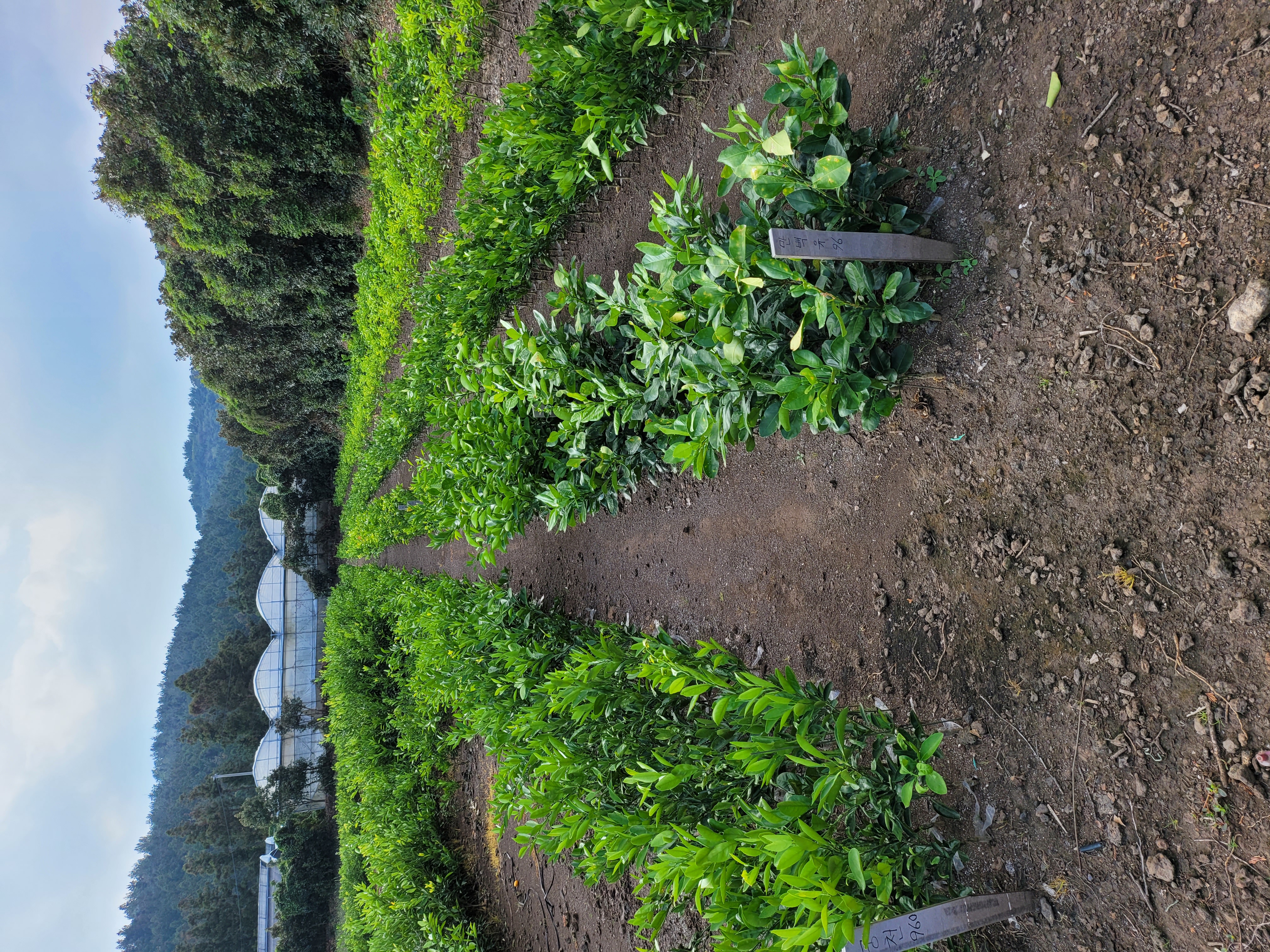 감귤 묘목 판매합니다 