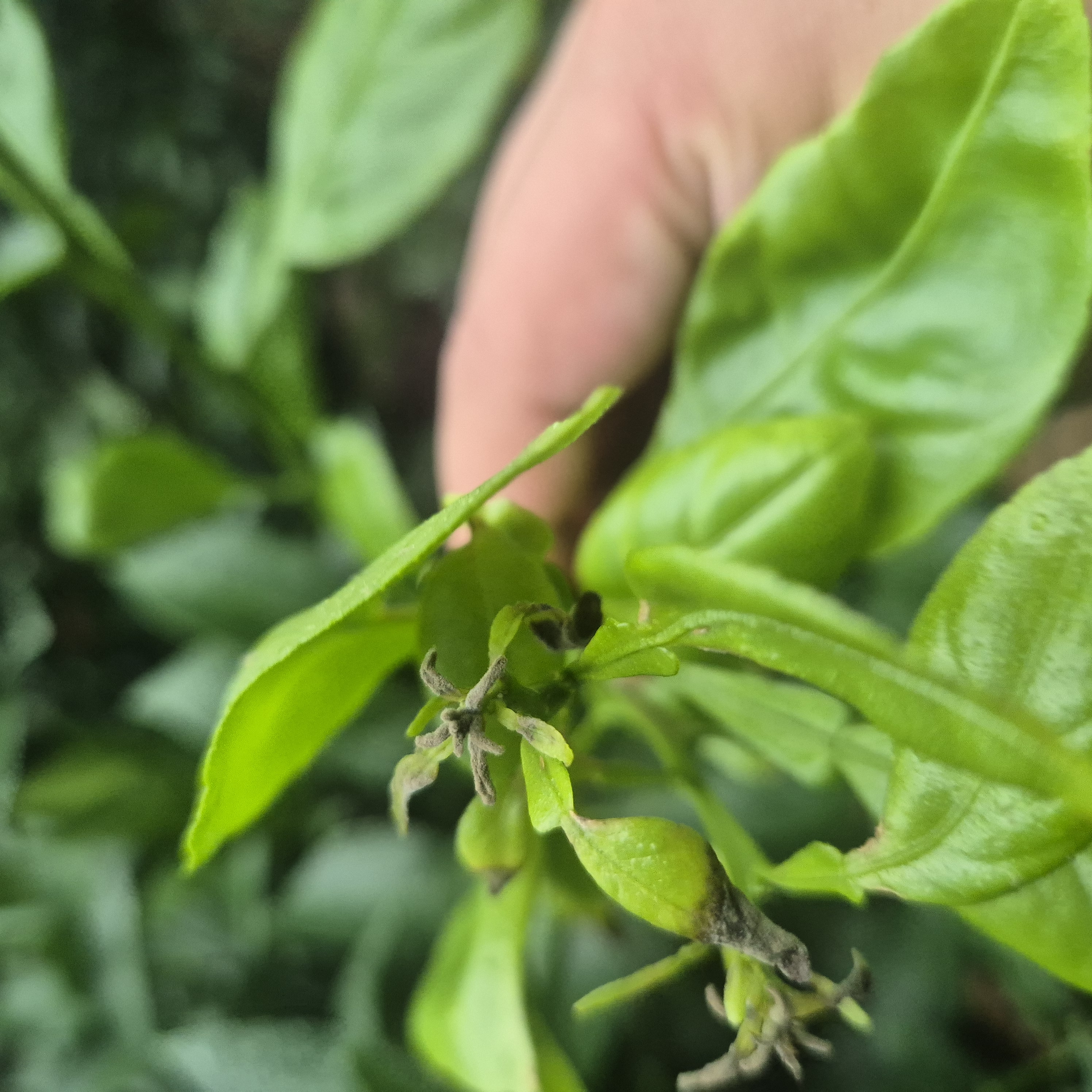 한라봉 새순 곰팡이??