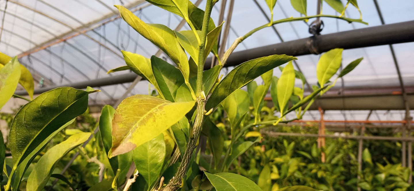 하우스 감귤 잎 증상 관련 문의드립니다.