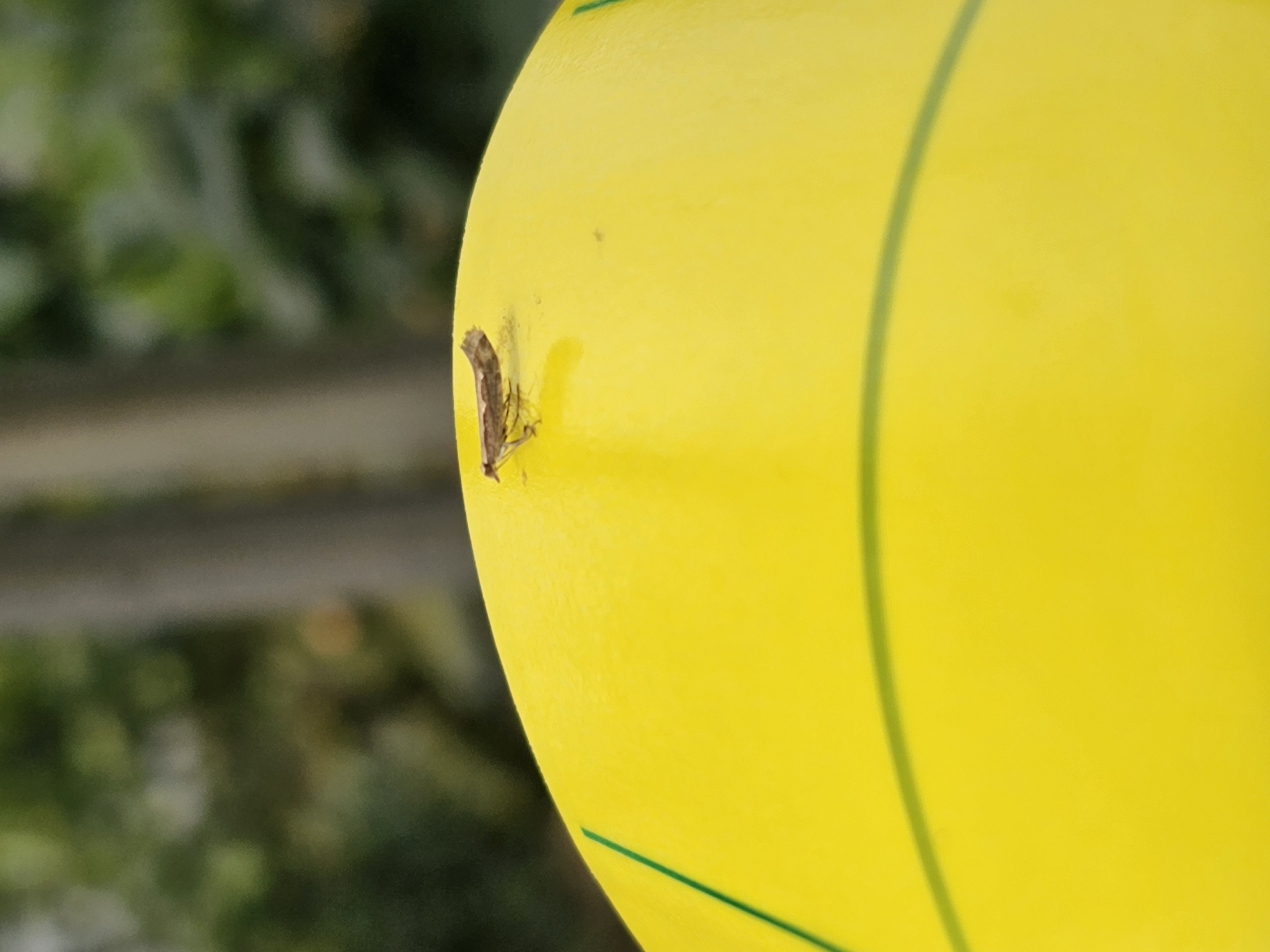 무슨 나방인가요?