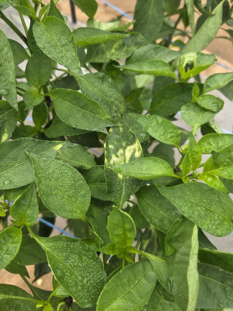 고추 잎 색깔이 바이러스에 감염된 건지 궁금합니다.