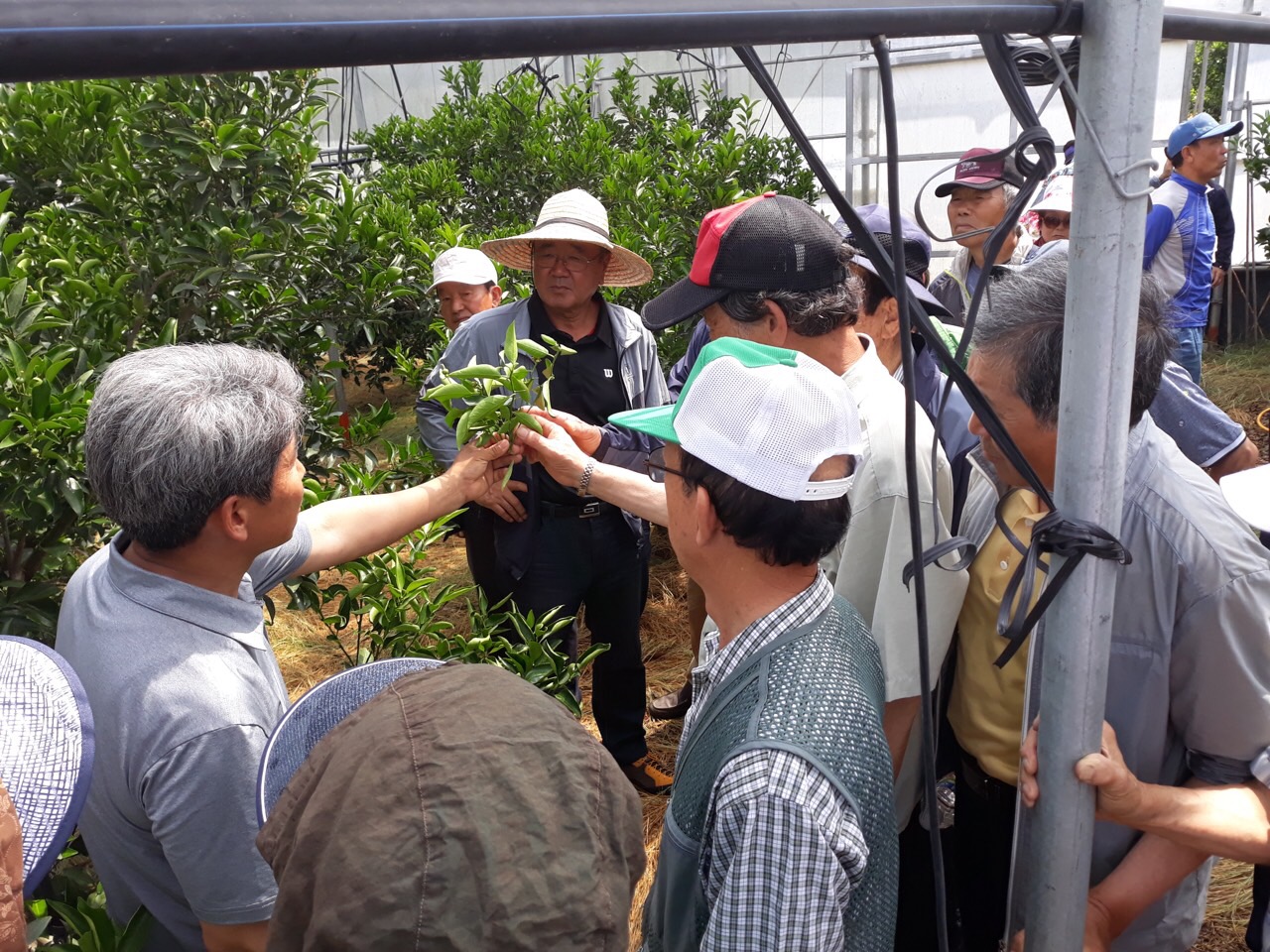감협 한림한경지점 단지 협의회 만감류 현장교육
