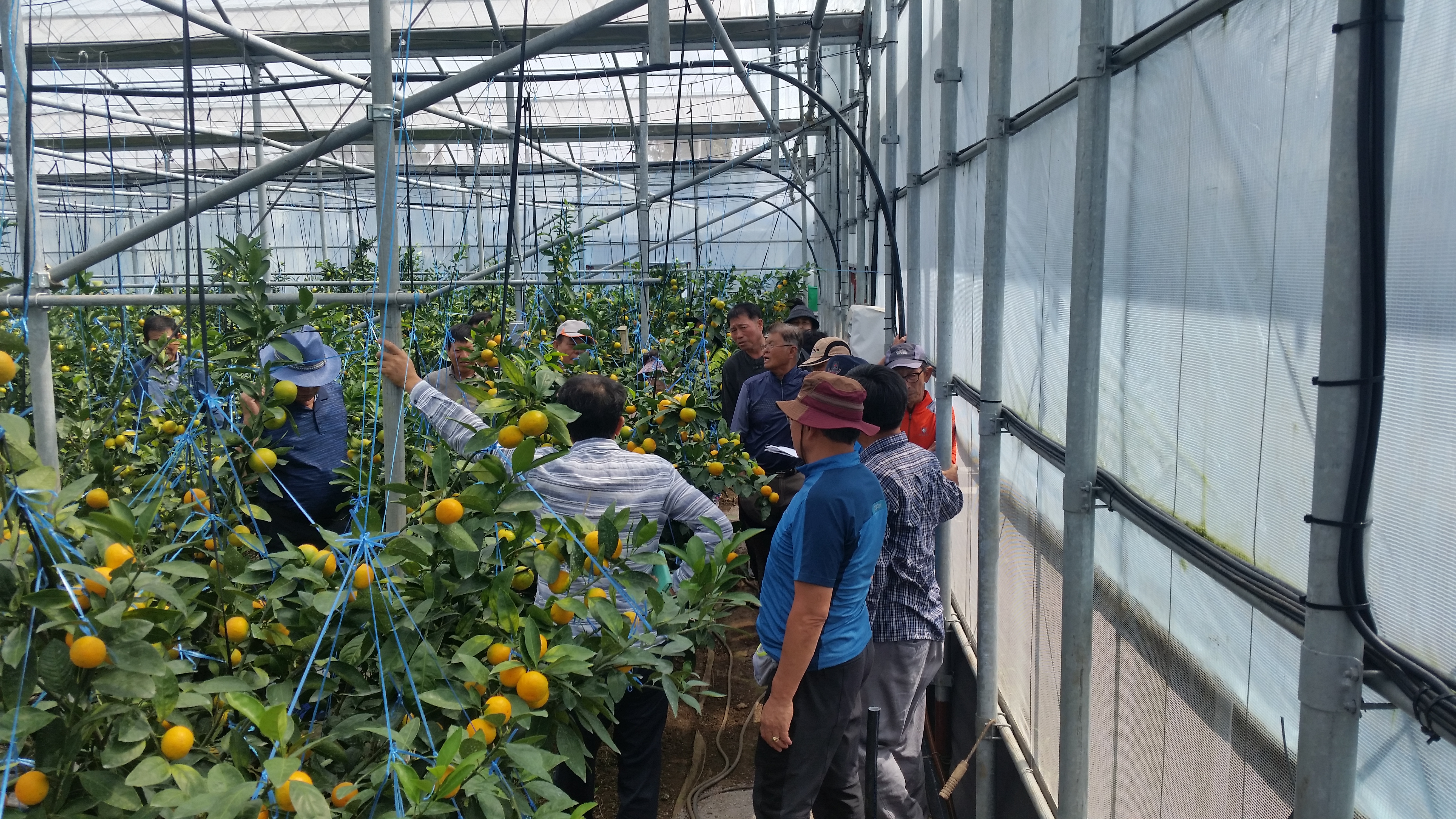 170928-170929 고품질 한라봉 생산 및 발전을 위한 현장교육