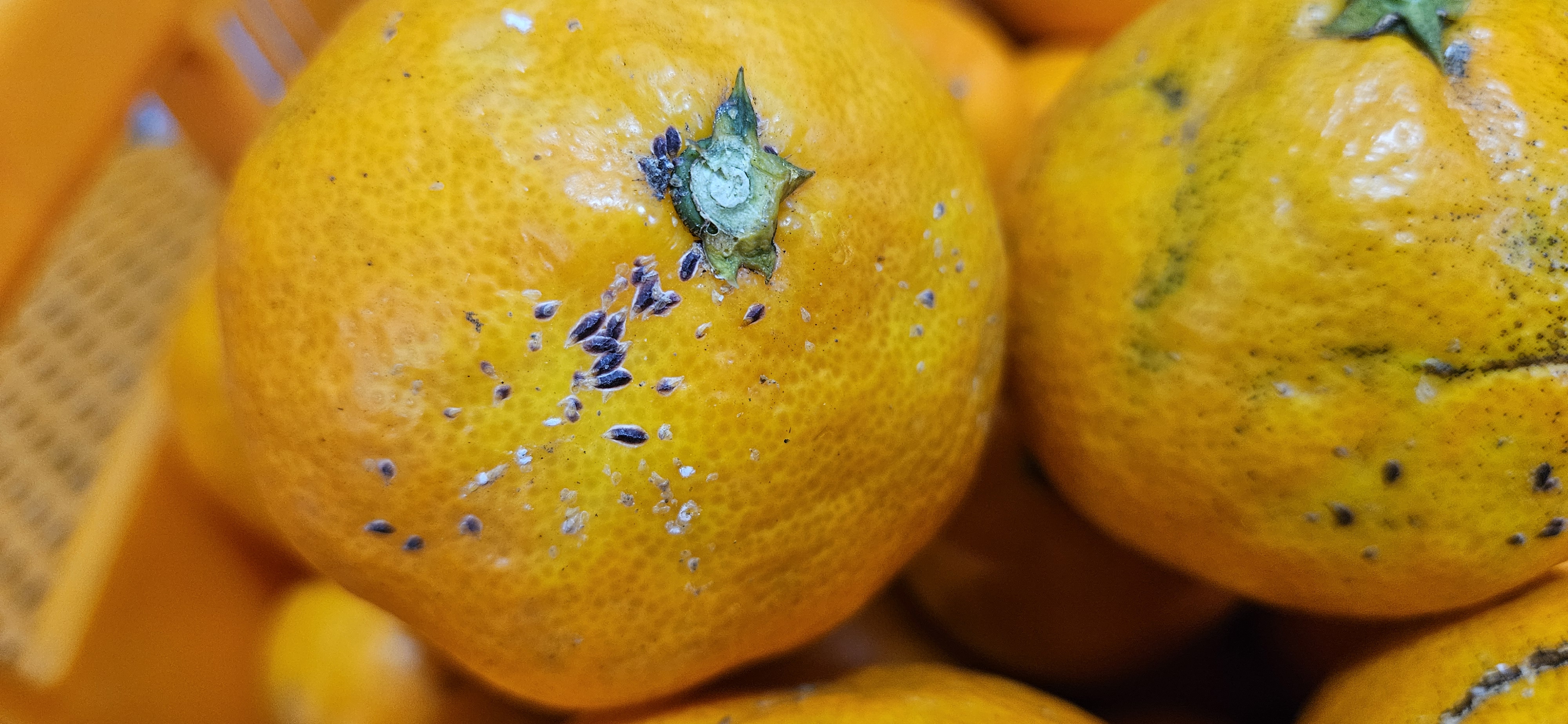 화살깍지벌레 맞나요?