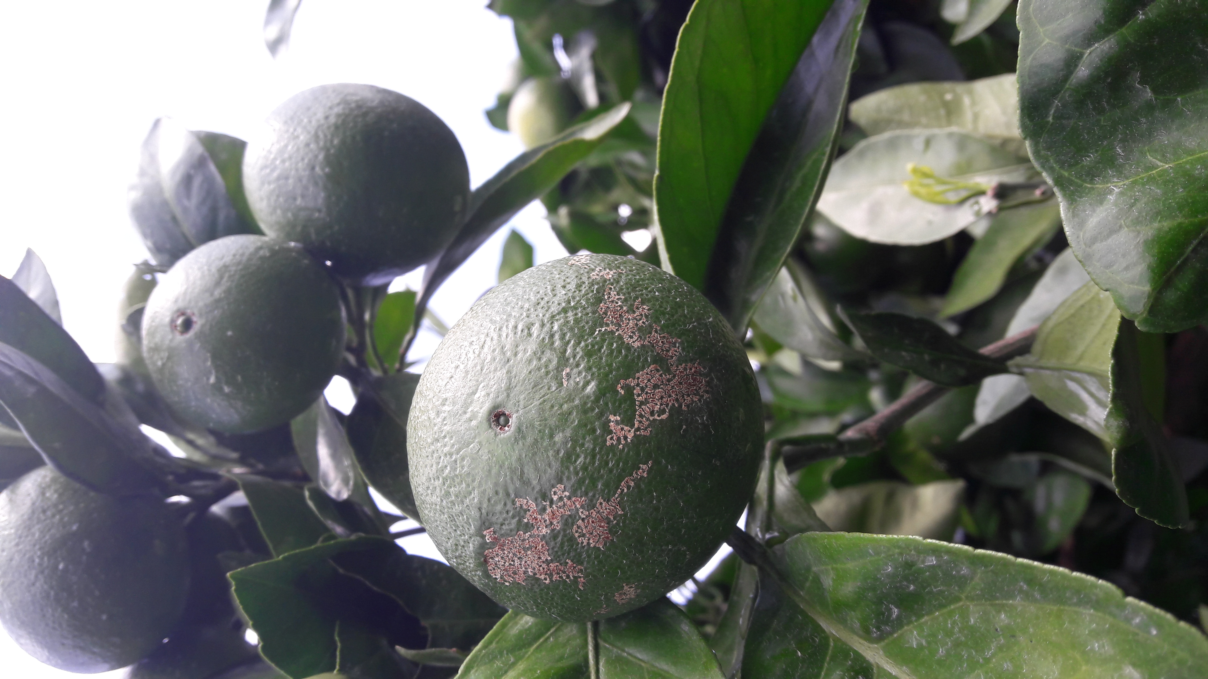 노지감귤입니다. 병해충 이름을 알고싶습니다