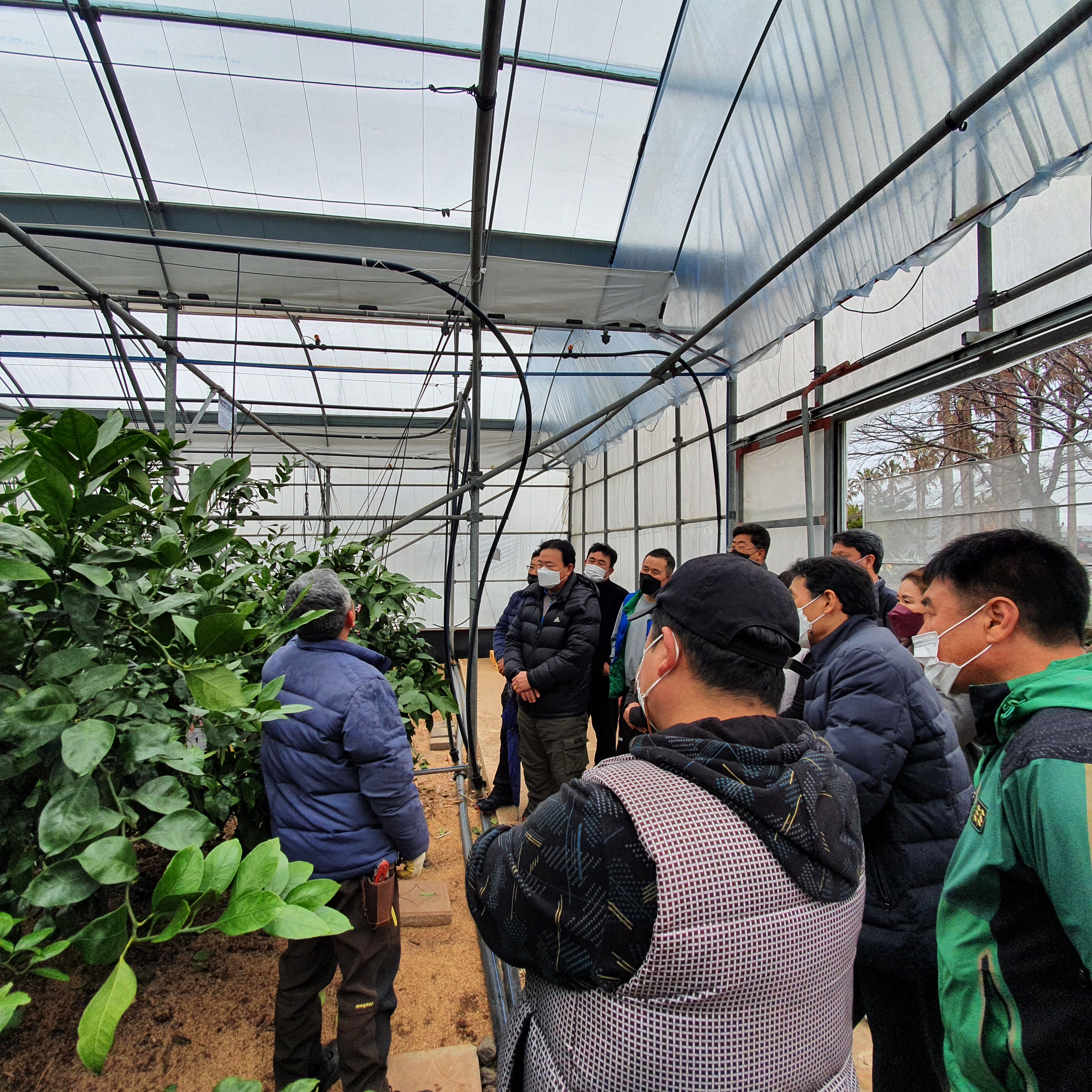 2021년 감귤 정지·전정 교육