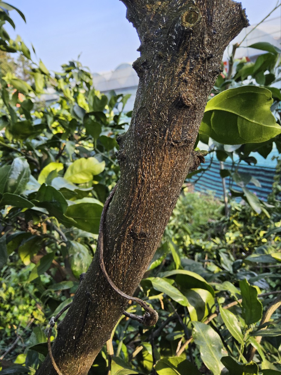 노지 감귤 주지에 붙어 있는게 무엇인지 궁금합니다.