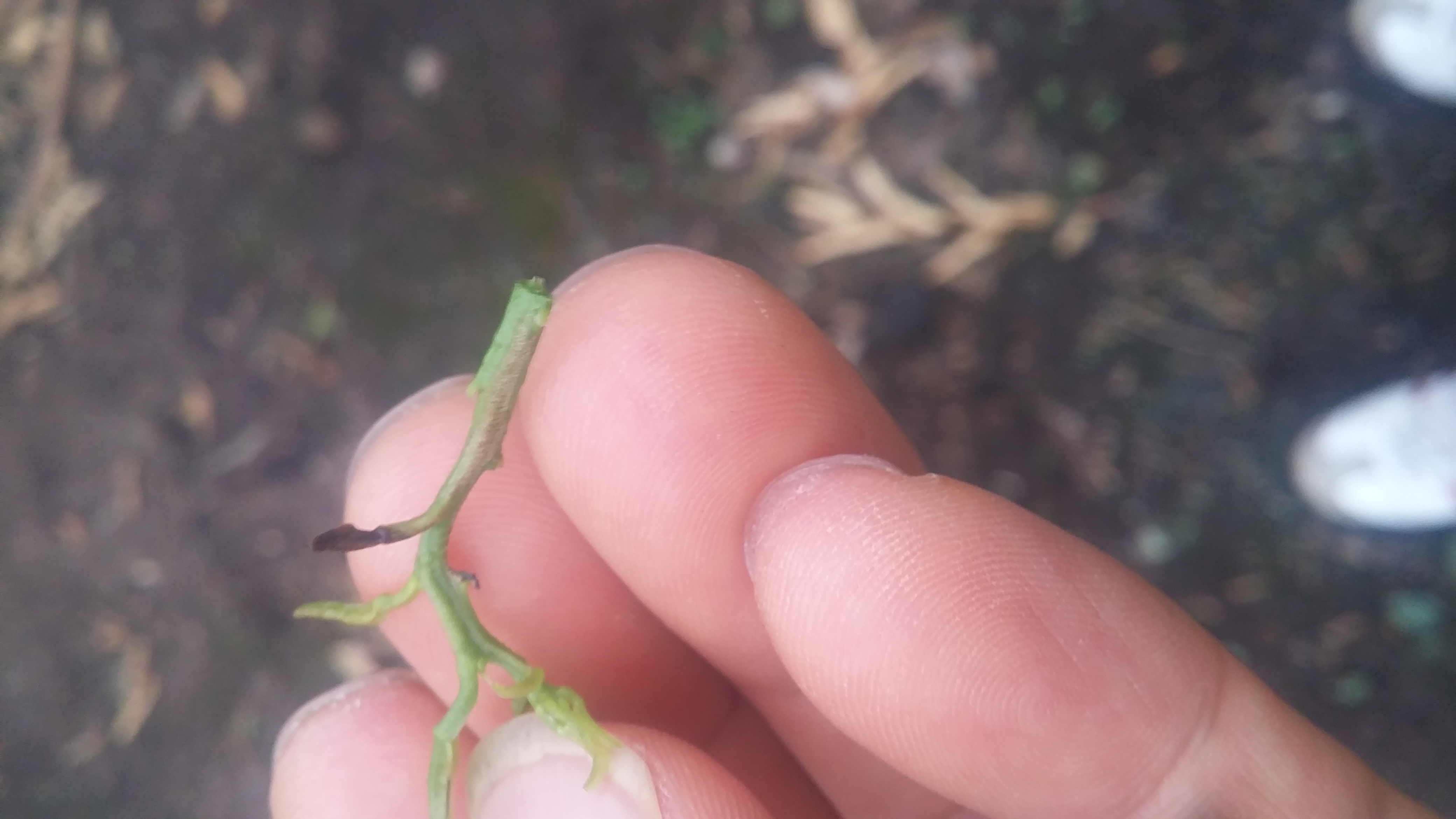 총채벌레 인가요?