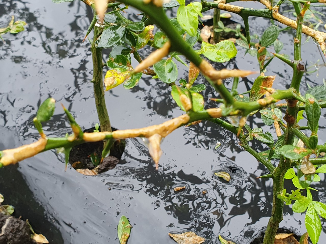 탱자병해 관련 문의 입니다.