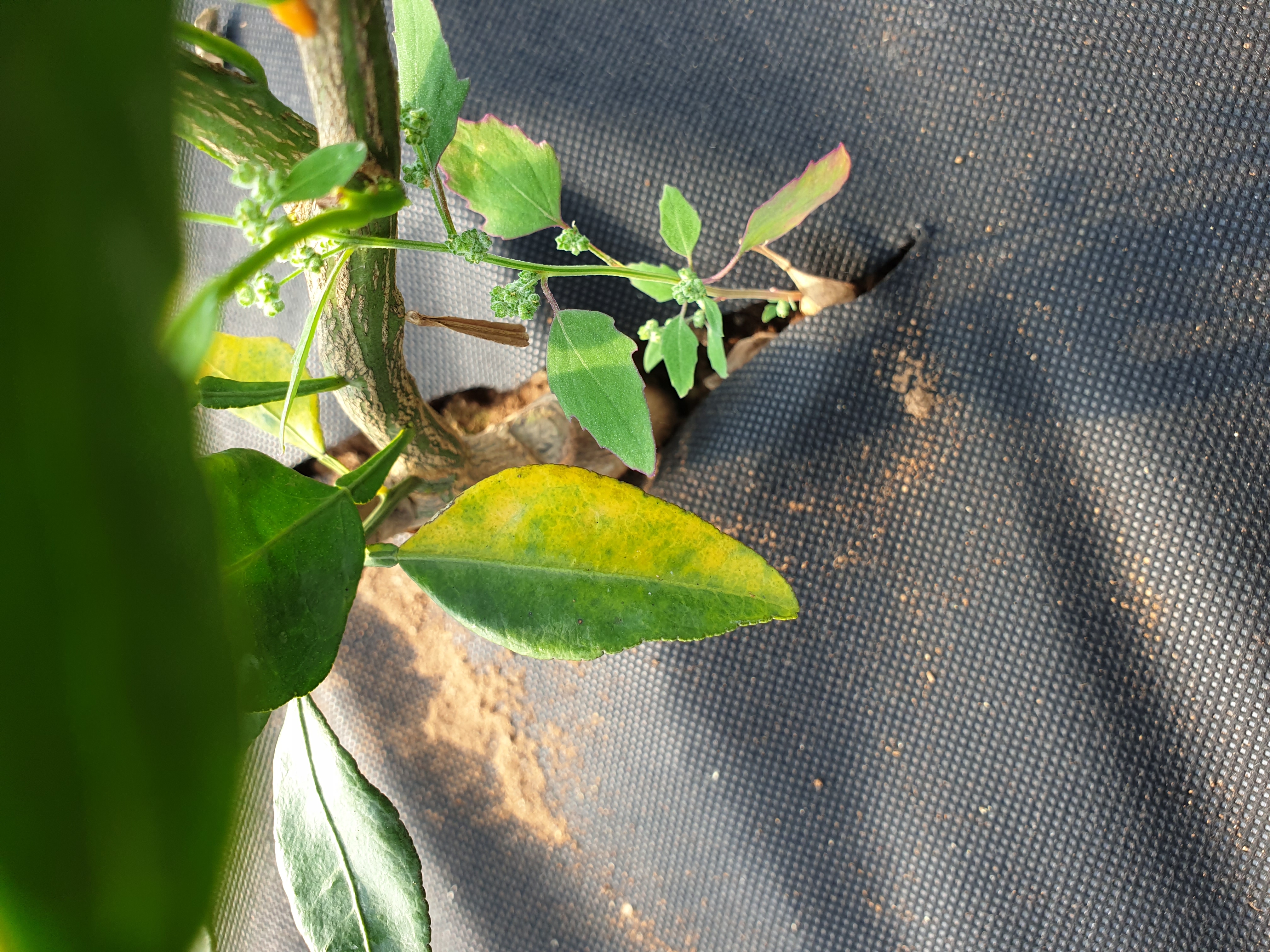 레드향 잎의 황변현상