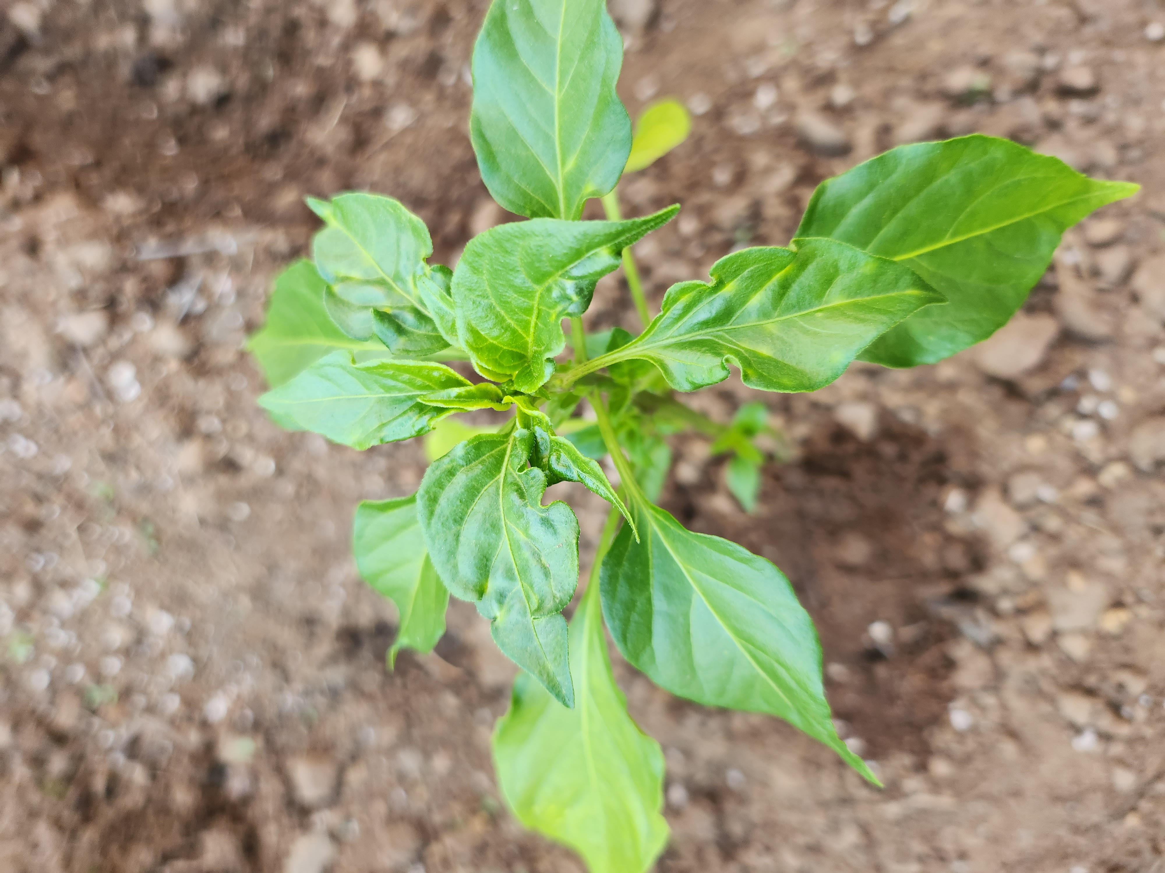 청양고추 무슨 병인지 궁금합니다