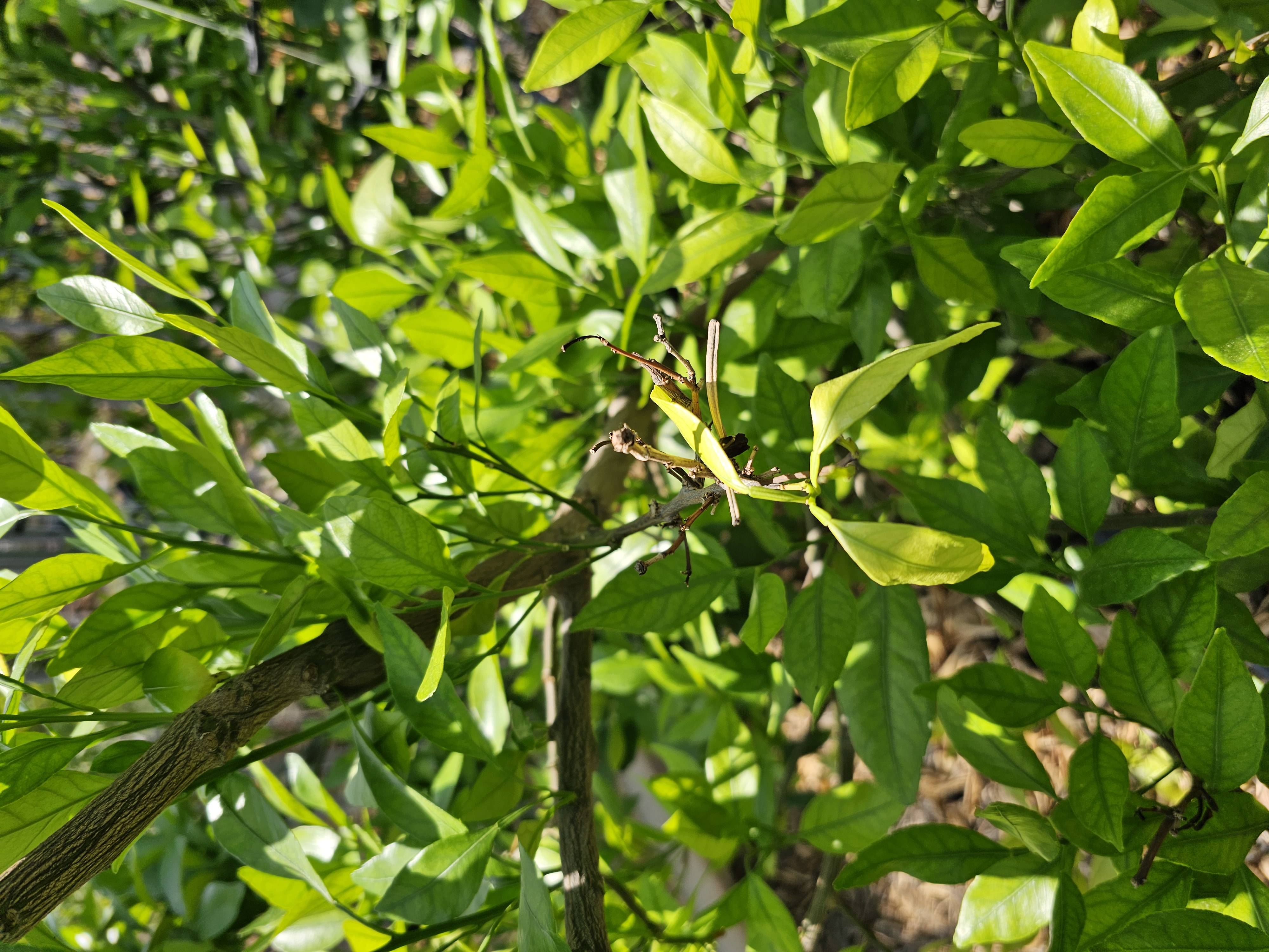 레드향 나무가 마르고 고사합니다.