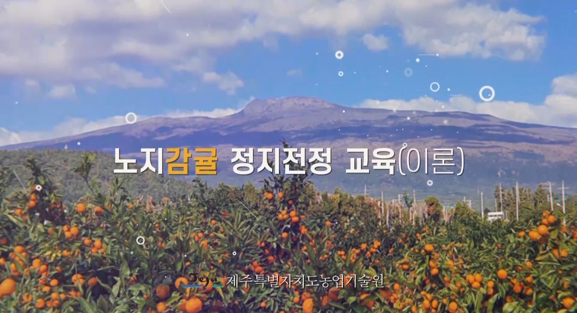 노지감귤(이론)