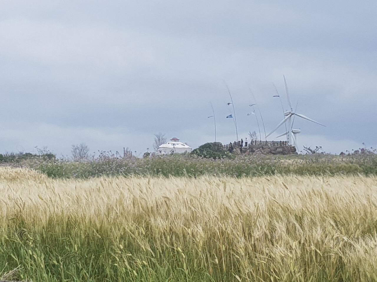 고추 묘종 지원(가파도)
