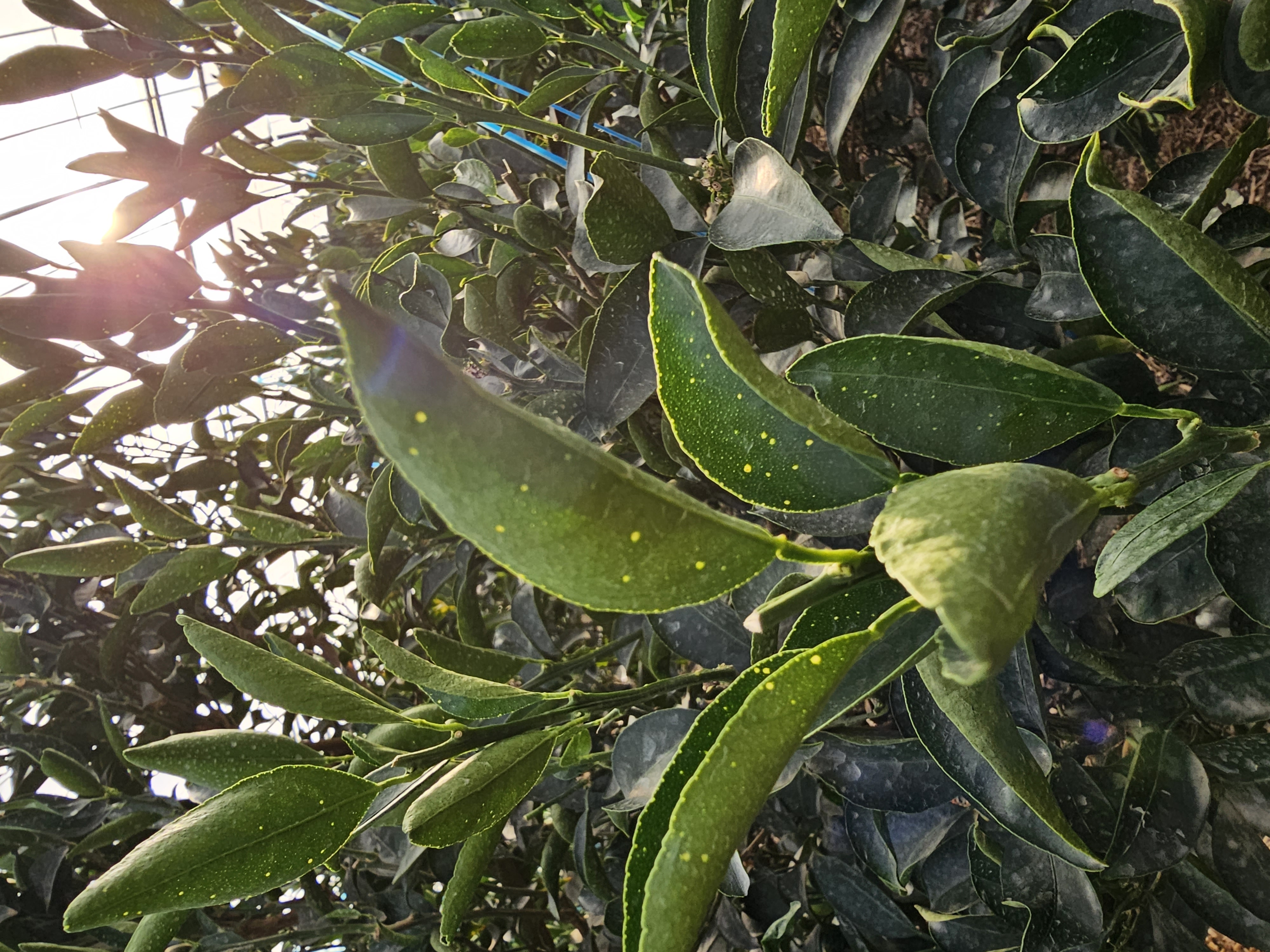 천혜향 잎 문의