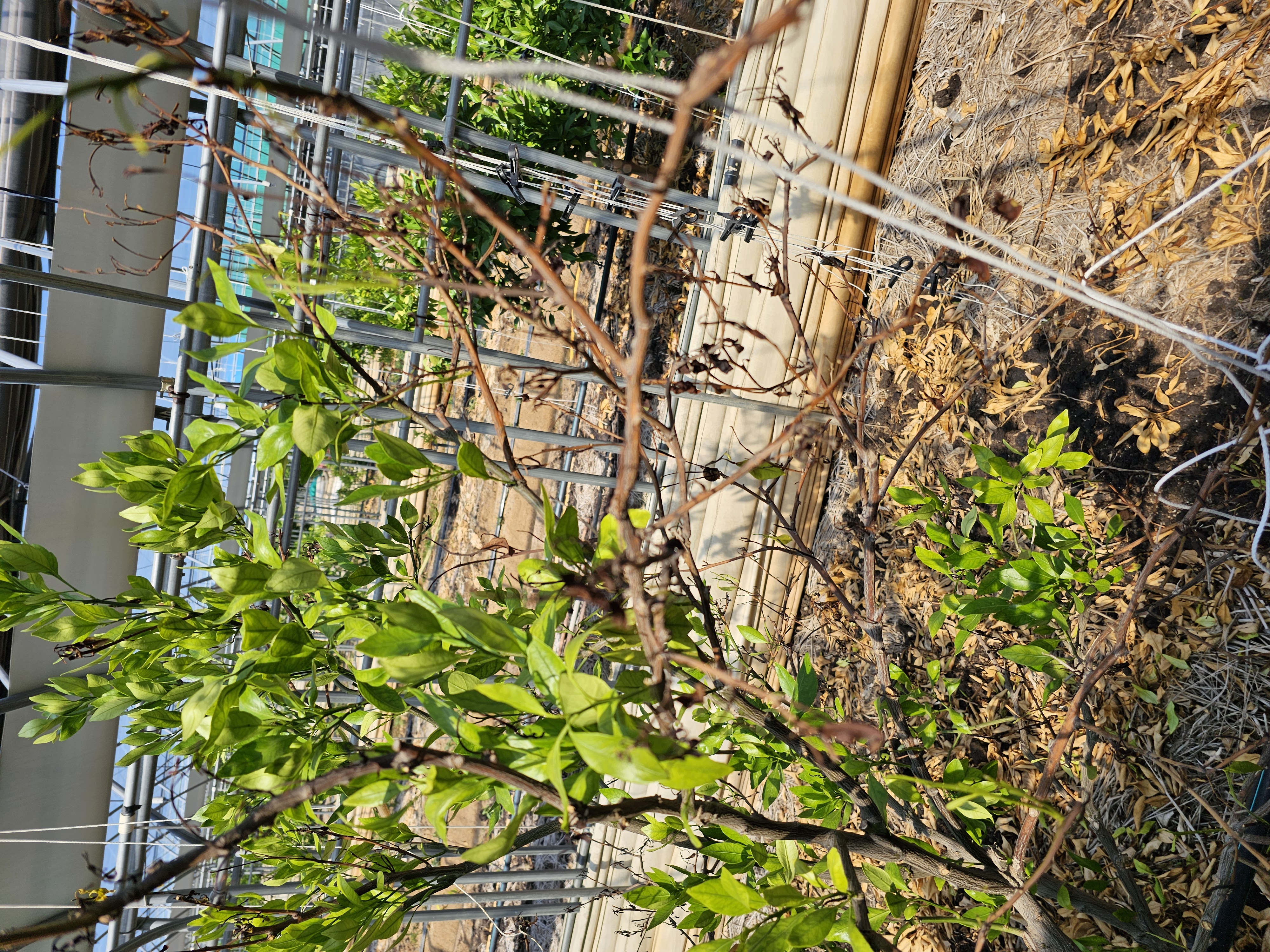 레드향 나무가 마르고 고사합니다.