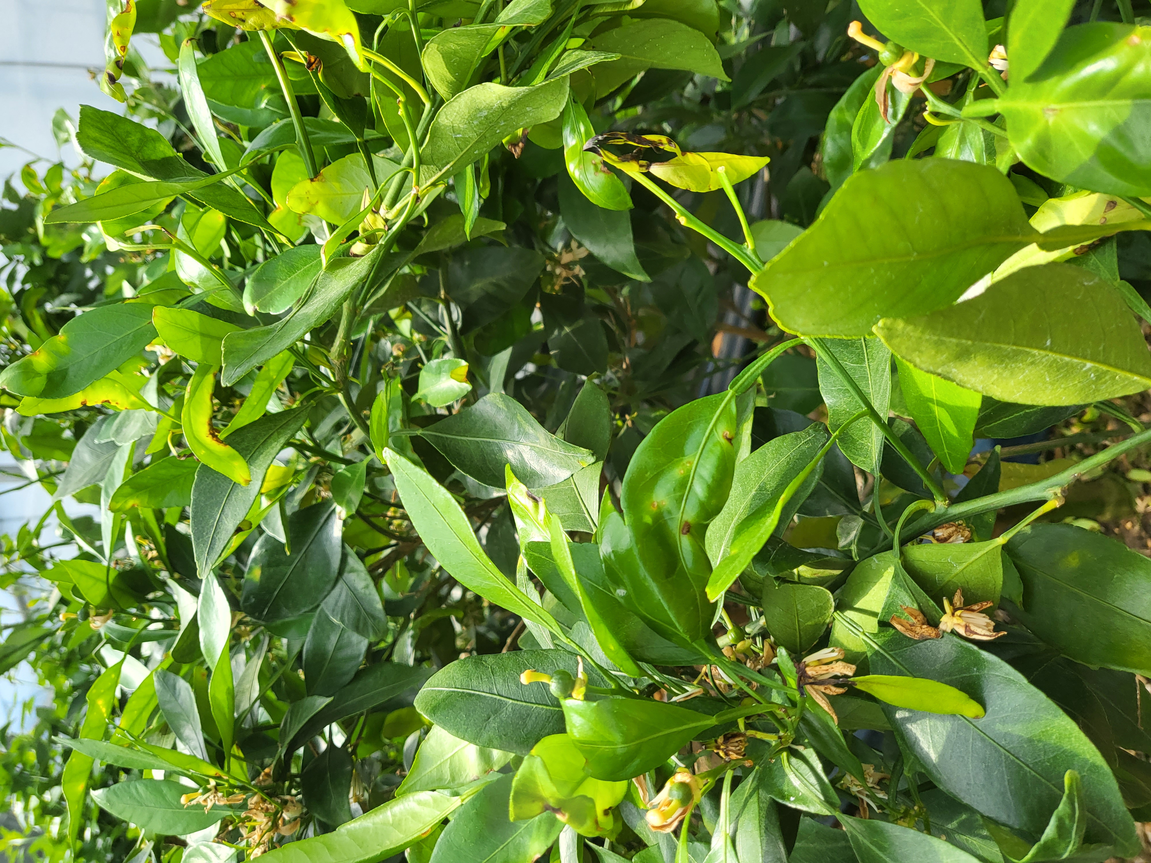 레드향잎사귀와 꽃이 이상해요