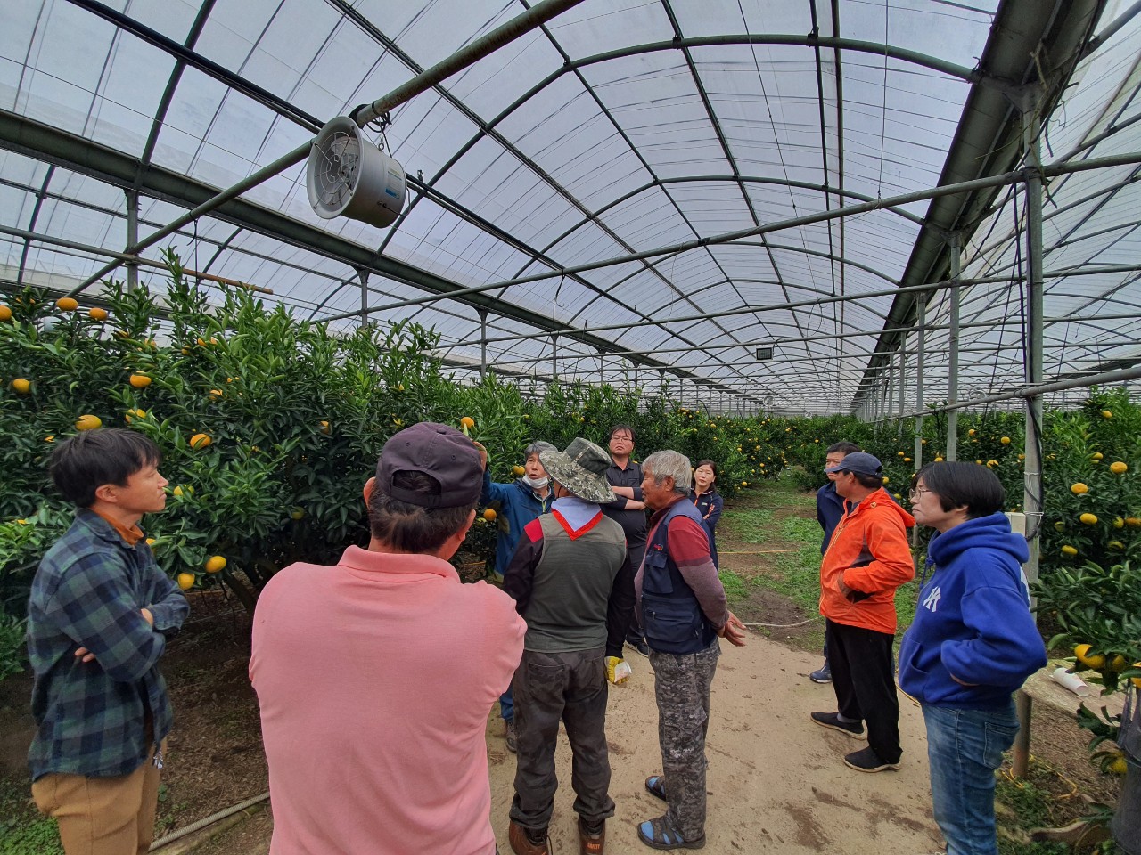2020 한경농협 청년부 만감류 현장컨설팅 결과