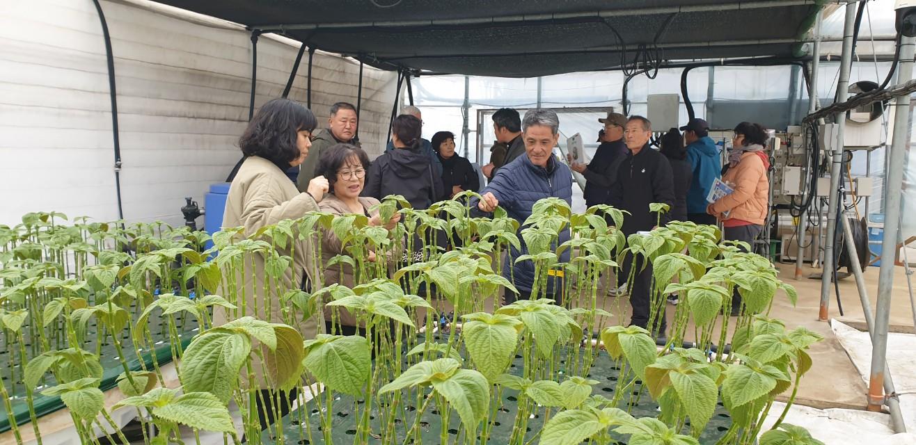 동부시설깻잎연구회 GAP 교육