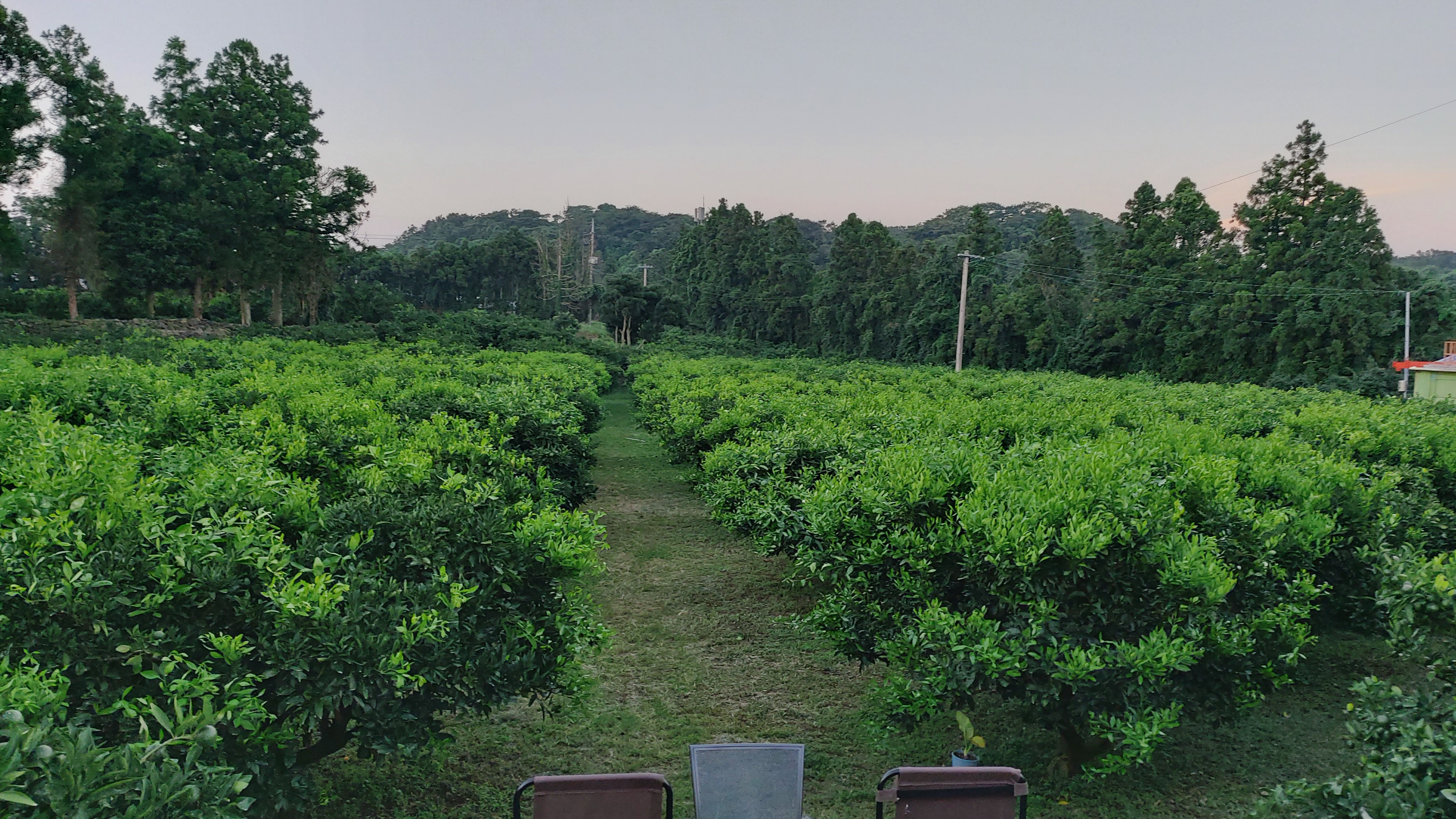 여름순이 너무많이 나와요