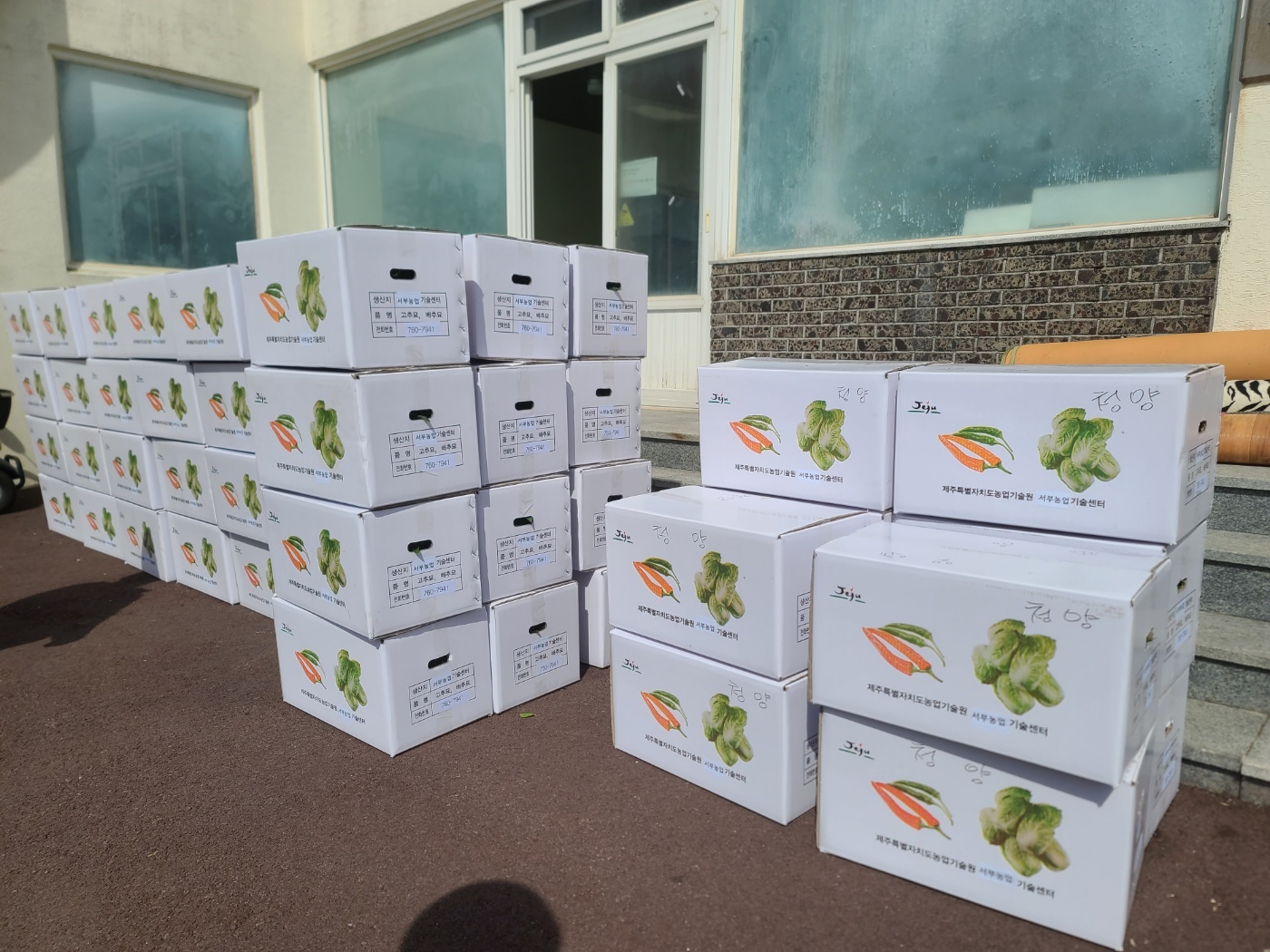 도서지역(가파도) 채소묘 공급