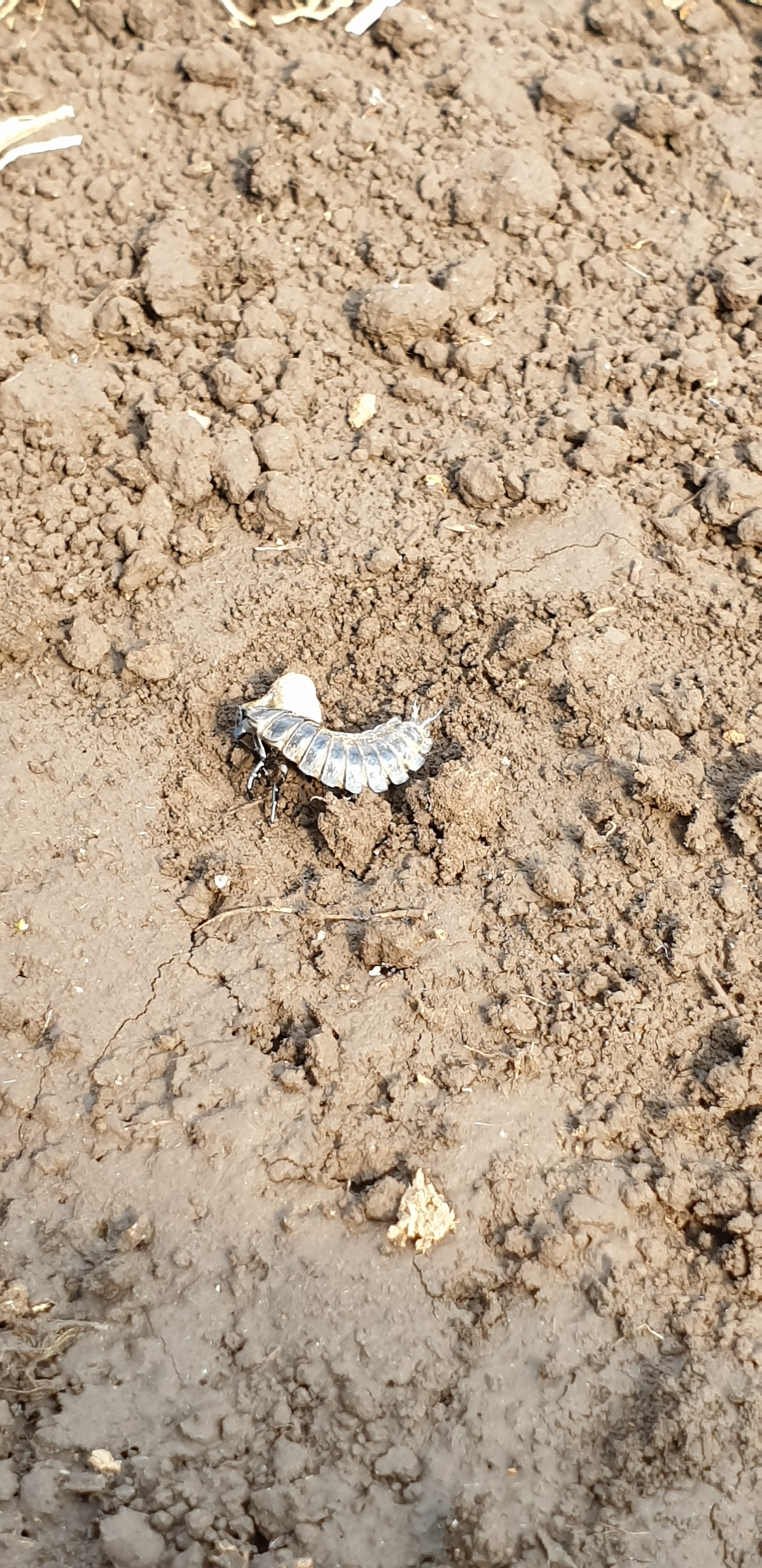 하우스(농장)내 유익한 곤충