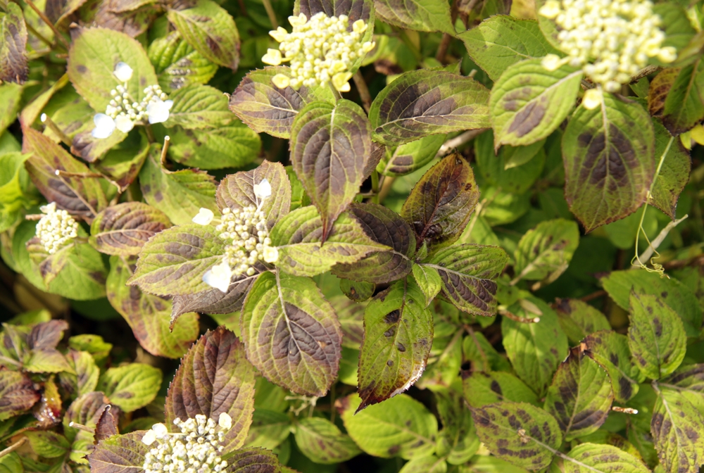 수국을 재배하는데 5월부터 잎에 반점이 많이 생깁니다. 무슨 병일까요.